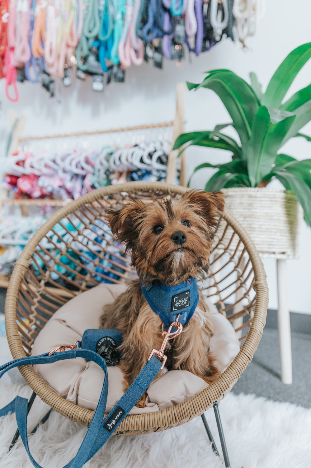 INFLUENCER_CONTENT | @LOLA_AND_NALA_THE_YORKIES | SIZE XXS