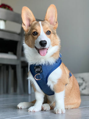 INFLUENCER_CONTENT | @ELLATHEWELSHCORGI | SIZE M