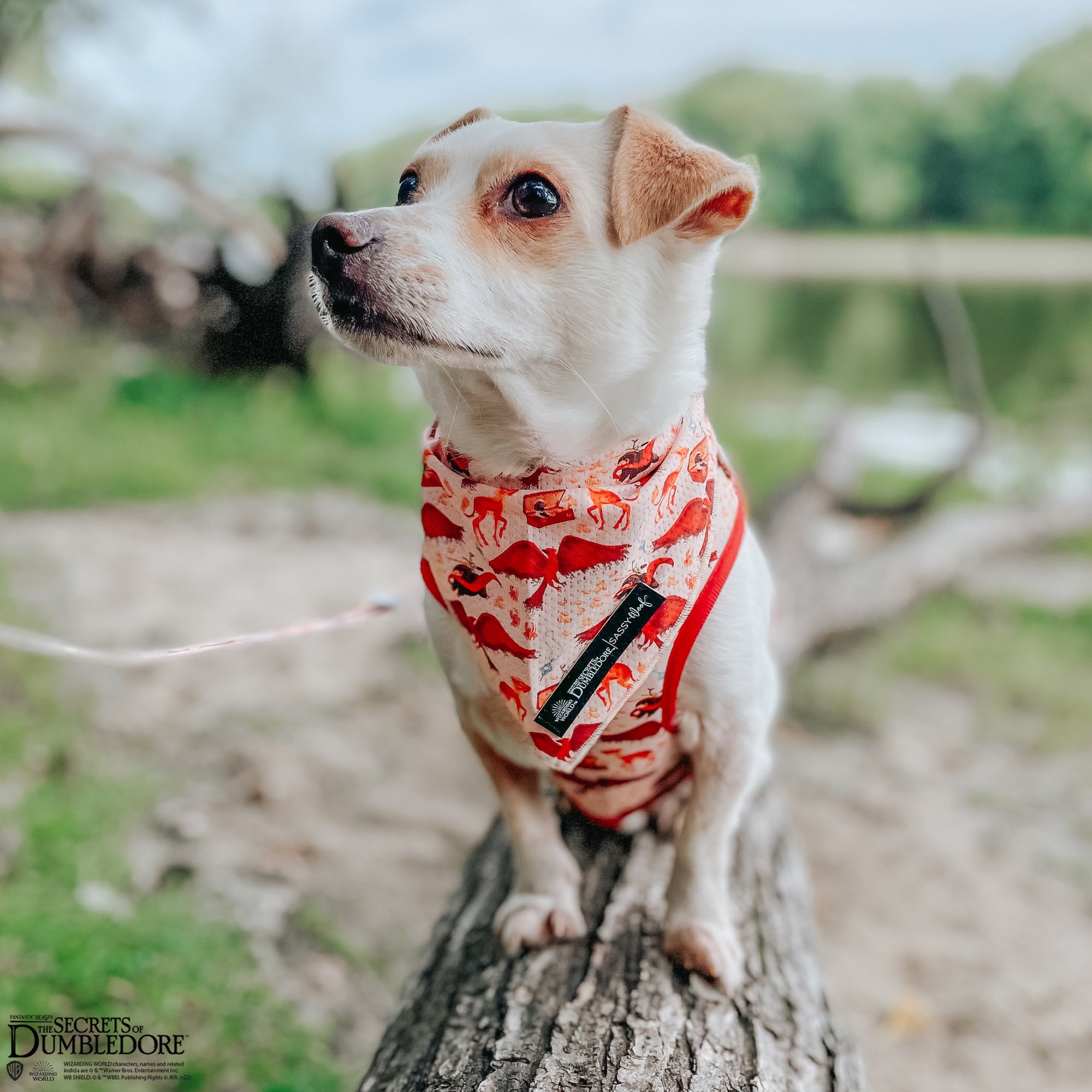 INFLUENCER_CONTENT | @TUGTHECHIWEENIE | SIZE S