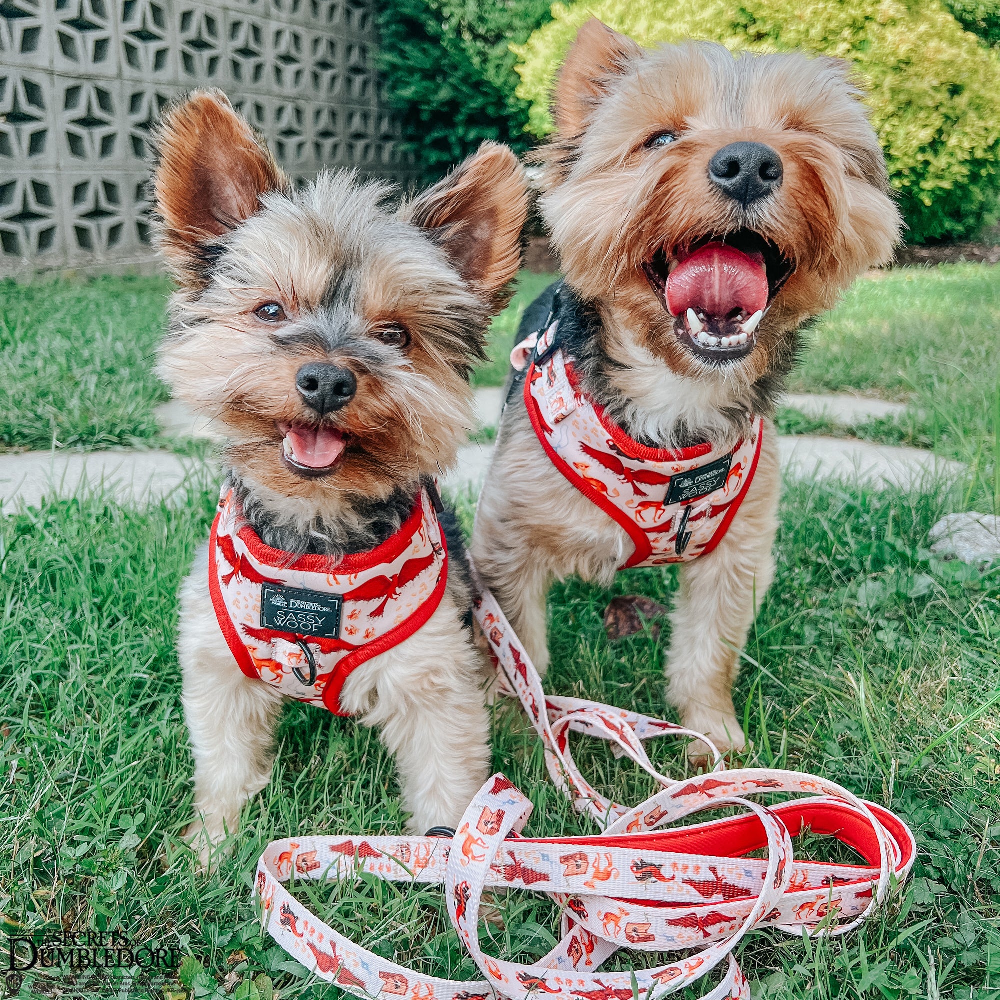 INFLUENCER_CONTENT | @YORKIEBROTHERS_WINSTON_CHARLES