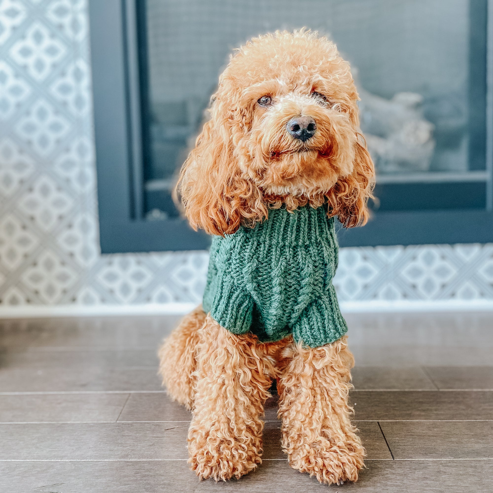 INFLUENCER_CONTENT | @GEORGIE.THECAVAPOO | SIZE M