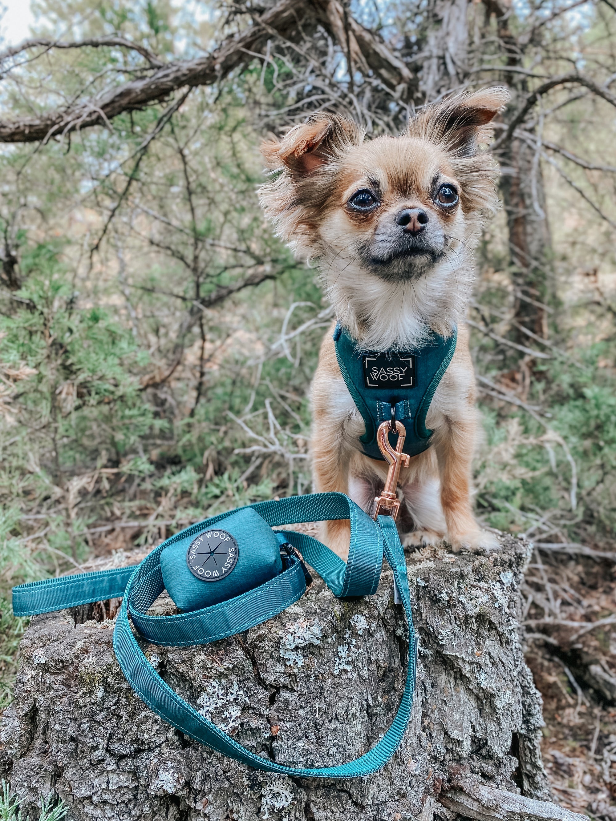 INFLUENCER_CONTENT | @MOCHI_THECHIHUAHUA1 | SIZE XXS