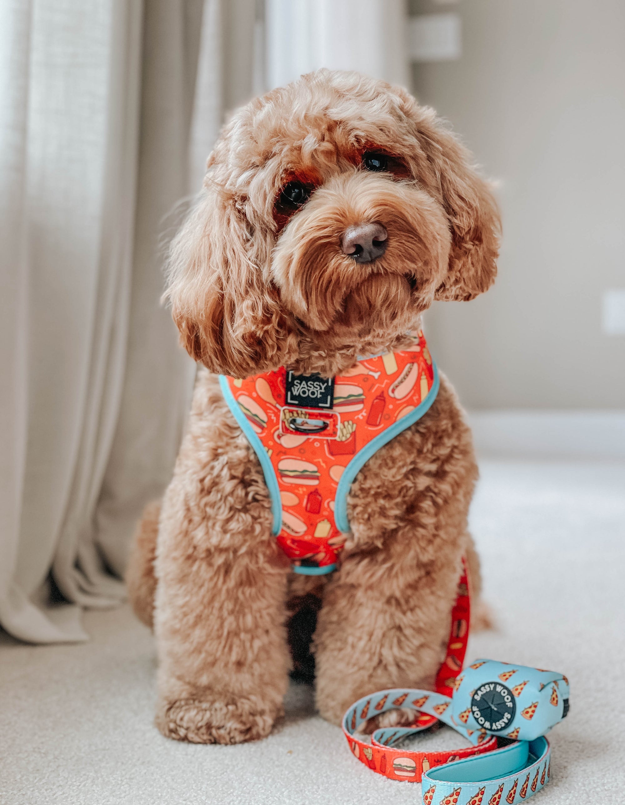 INFLUENCER_CONTENT | @INDY.THECOCKAPOO | SIZE L