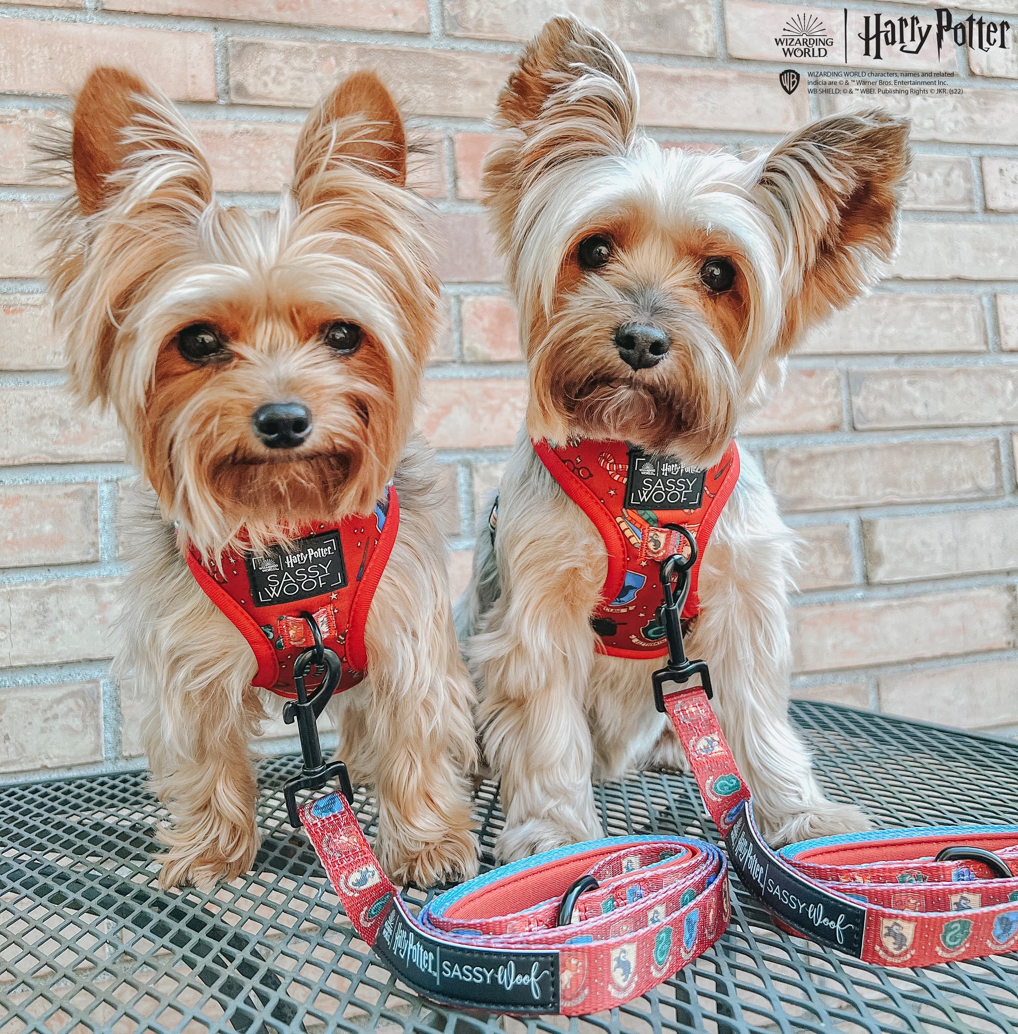 INFLUENCER_CONTENT | @EEVEE.THE.YORKIE | SIZE XXS