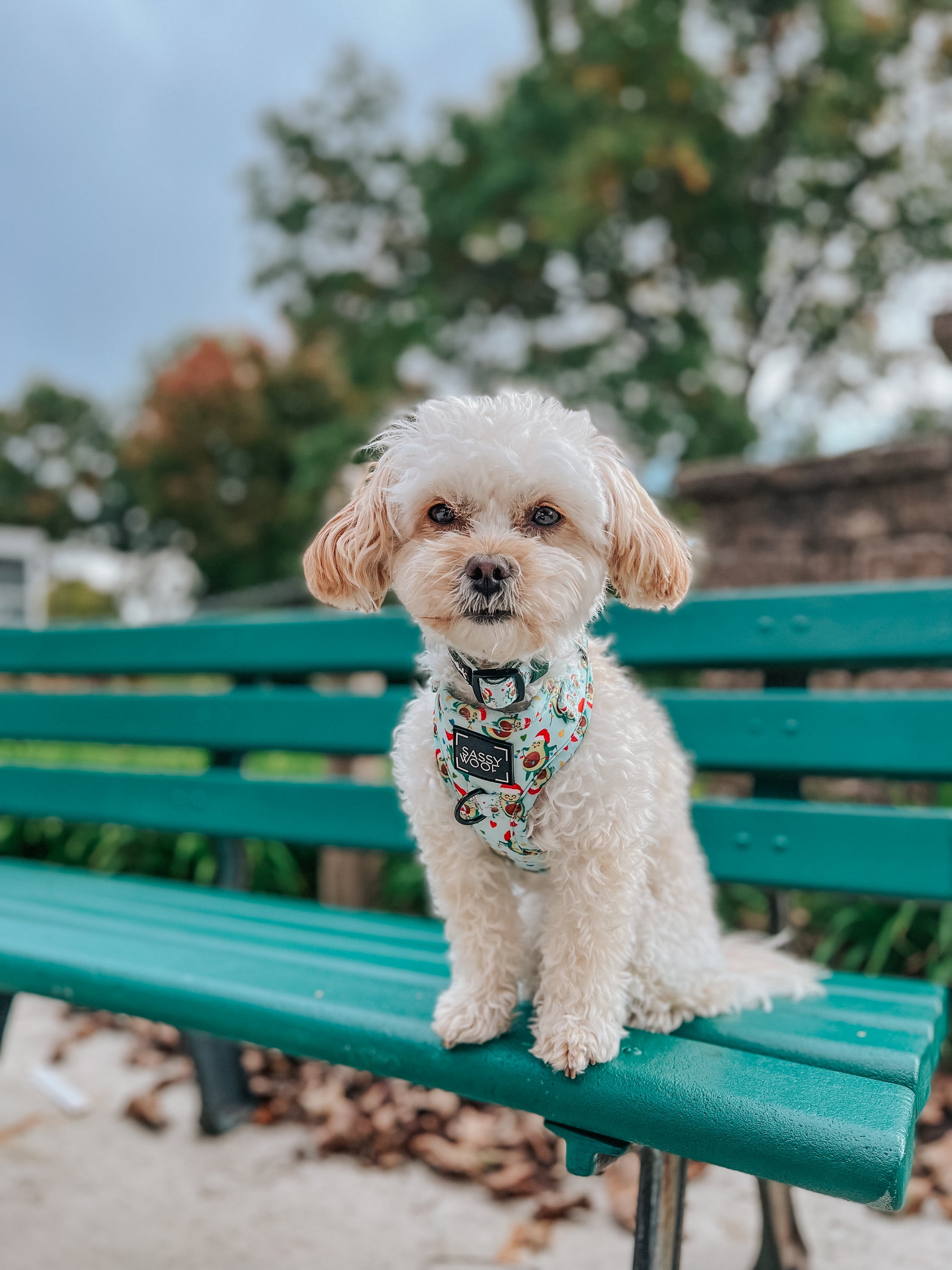 INFLUENCER_CONTENT | @HAVANESEMORNING | SIZE S