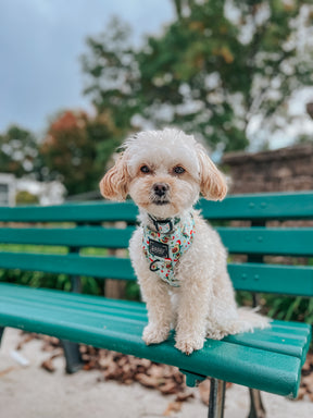 INFLUENCER_CONTENT | @HAVANESEMORNING | SIZE S