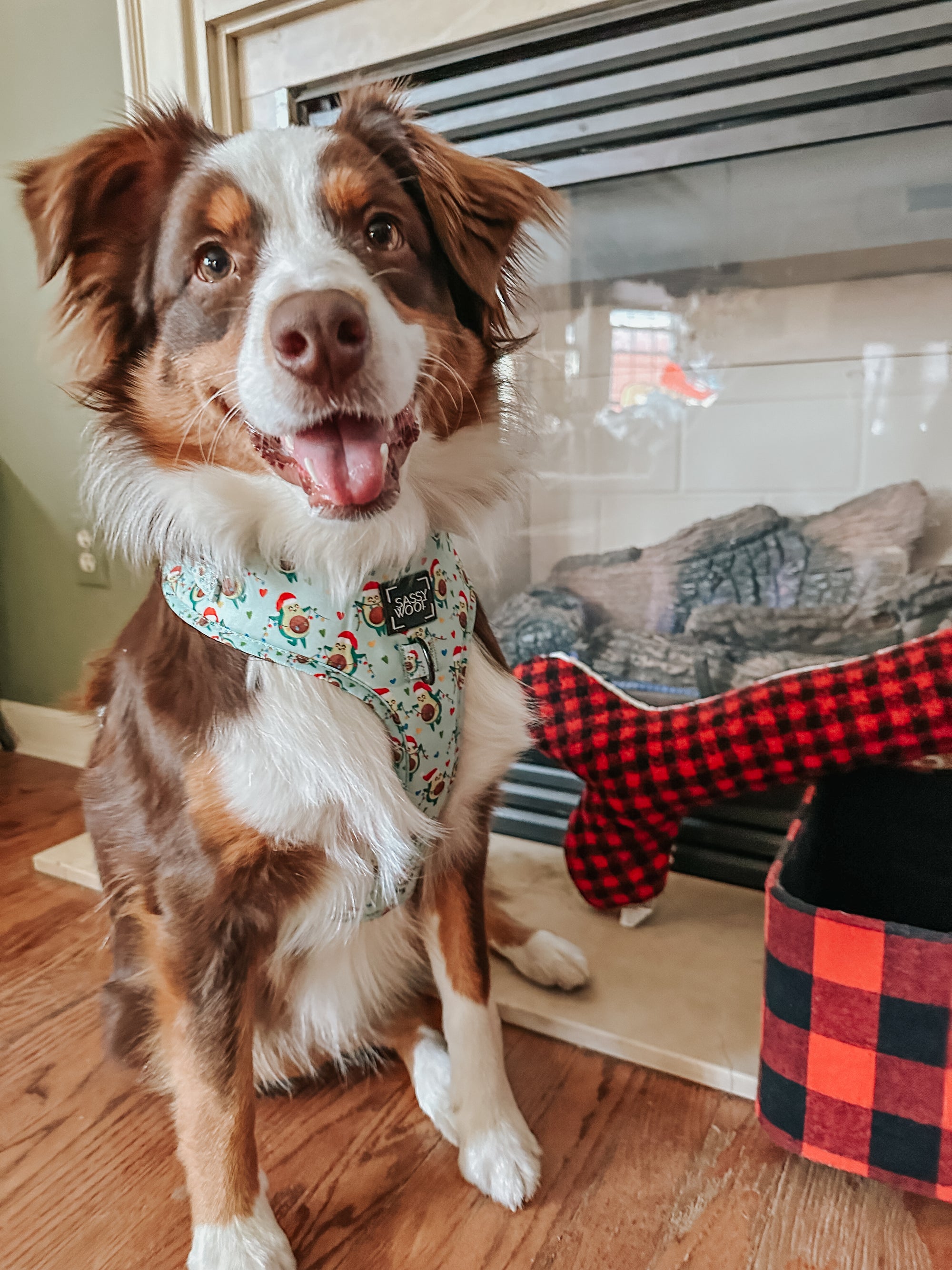 INFLUENCER_CONTENT | @BINGO_THEAUSSIE | SIZE L