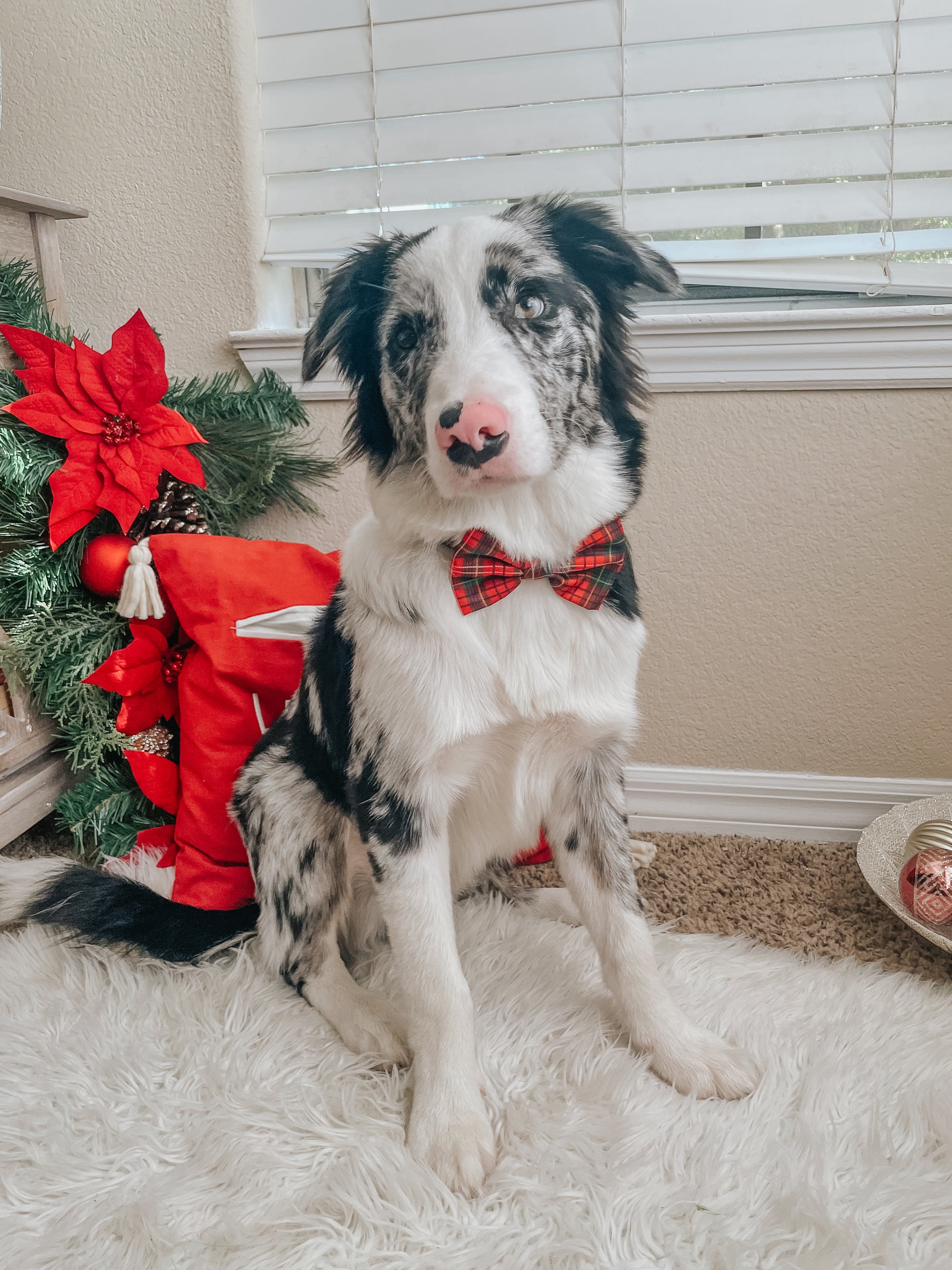 INFLUENCER_CONTENT | @BRODIE_G_THEBORDERCOLLIE |