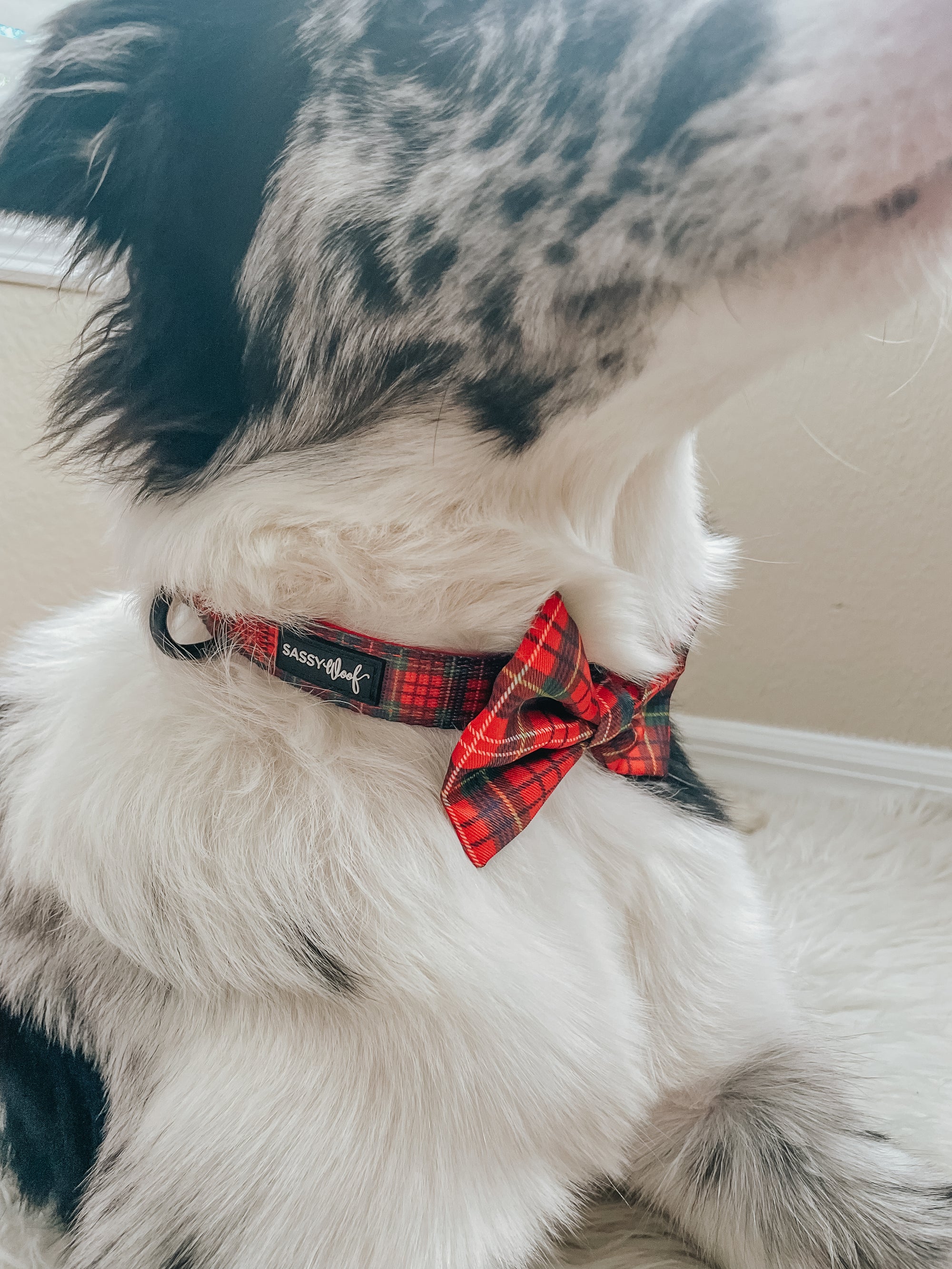 INFLUENCER_CONTENT | @BRODIE_G_THEBORDERCOLLIE | SIZE M