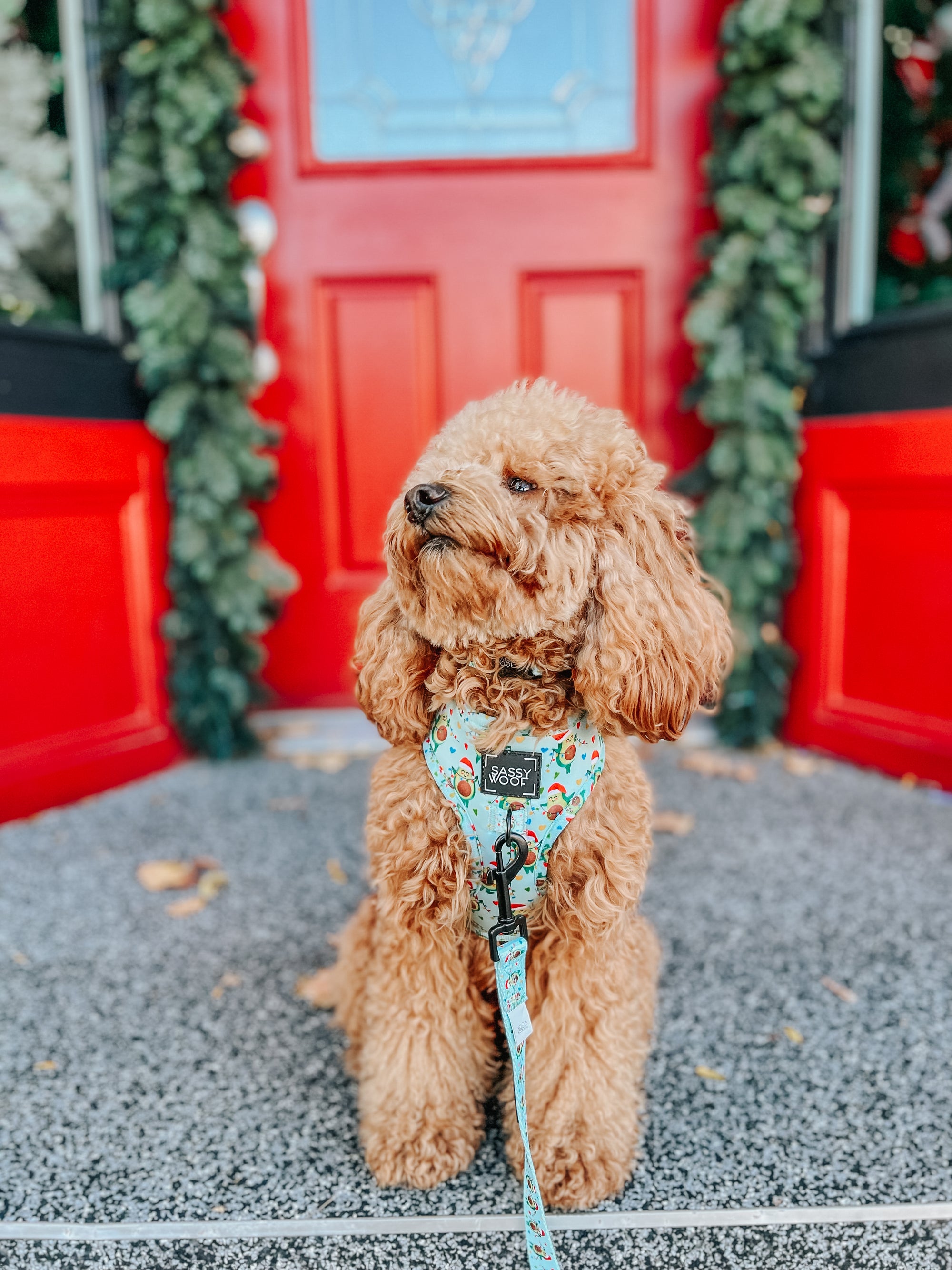 INFLUENCER_CONTENT | @GEORGIE.THECAVAPOO | SIZE XS
