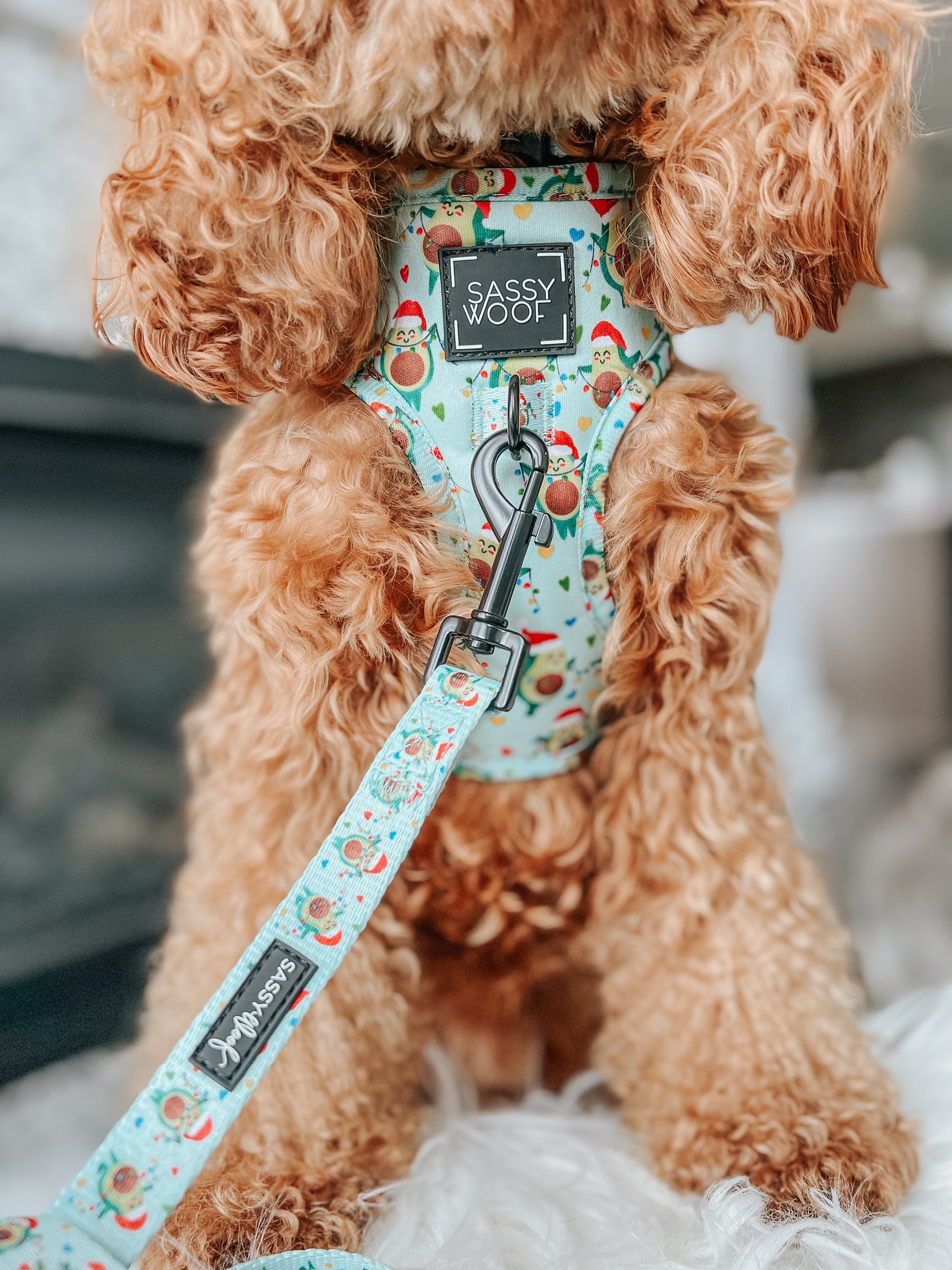 INFLUENCER_CONTENT | @GEORGIE.THECAVAPOO | SIZE S