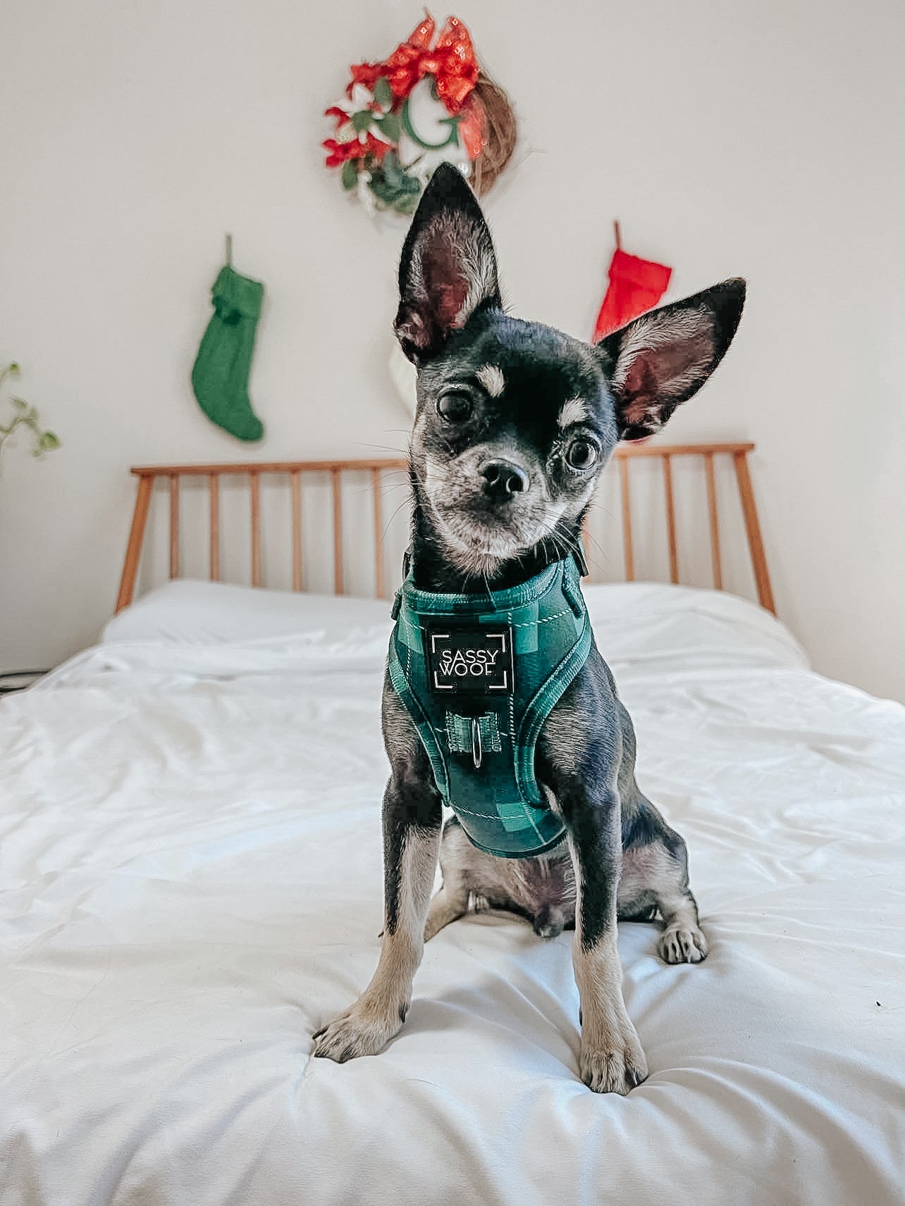 INFLUENCER_CONTENT | @MARILYNCHIHUAHUA | SIZE S/XS