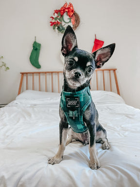 INFLUENCER_CONTENT | @MARILYNCHIHUAHUA | SIZE S/XS