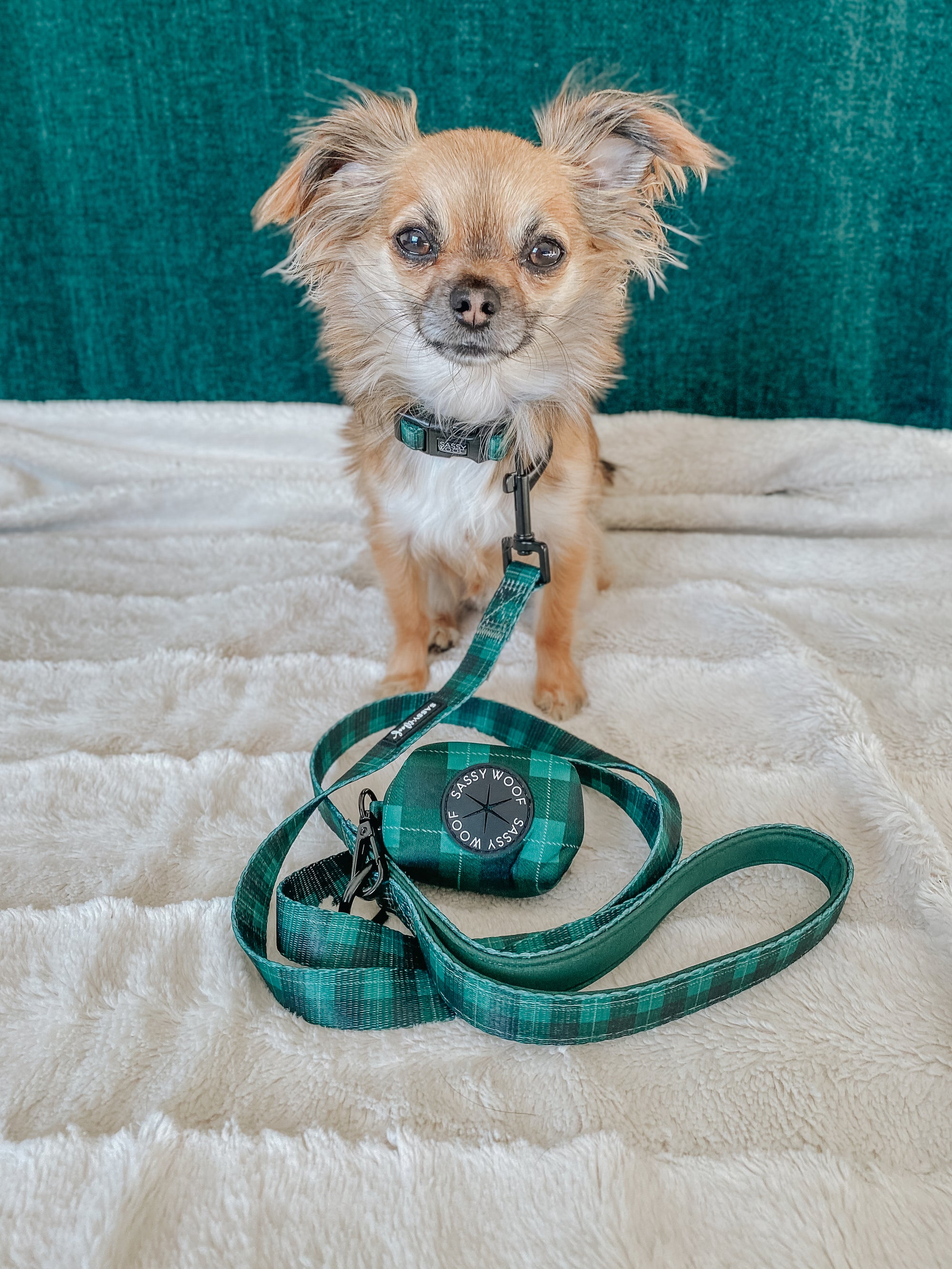 INFLUENCER_CONTENT | @MOCHI_THECHIHUAHUA1 |