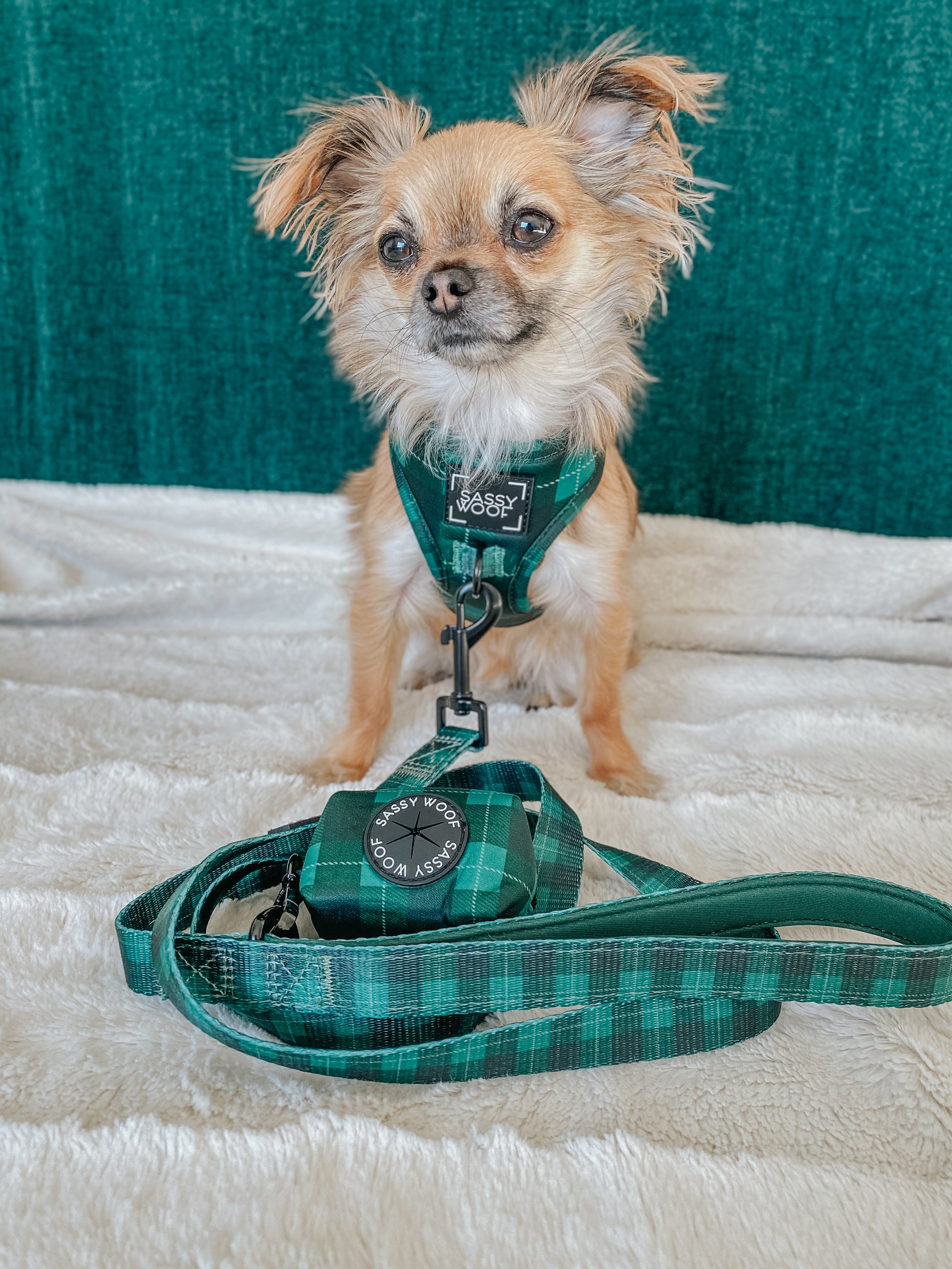 INFLUENCER_CONTENT | @MOCHI_THECHIHUAHUA1 | SIZE S/XXS