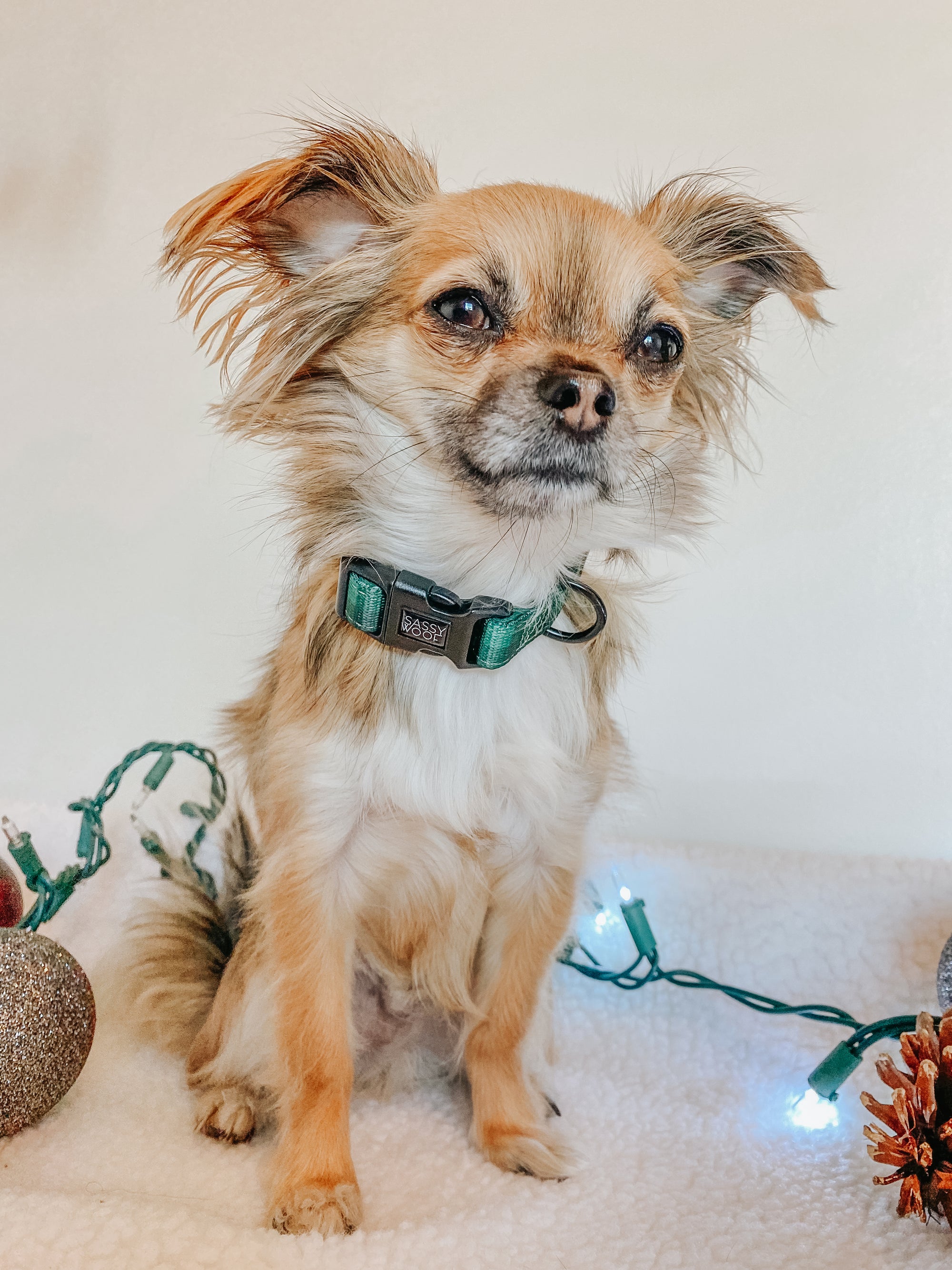 INFLUENCER_CONTENT | @MOCHI_THECHIHUAHUA1 | SIZE S