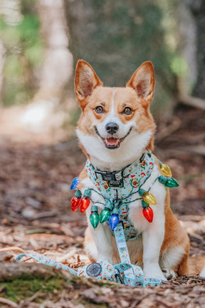 INFLUENCER_CONTENT | @THECORGITATO | SIZE M