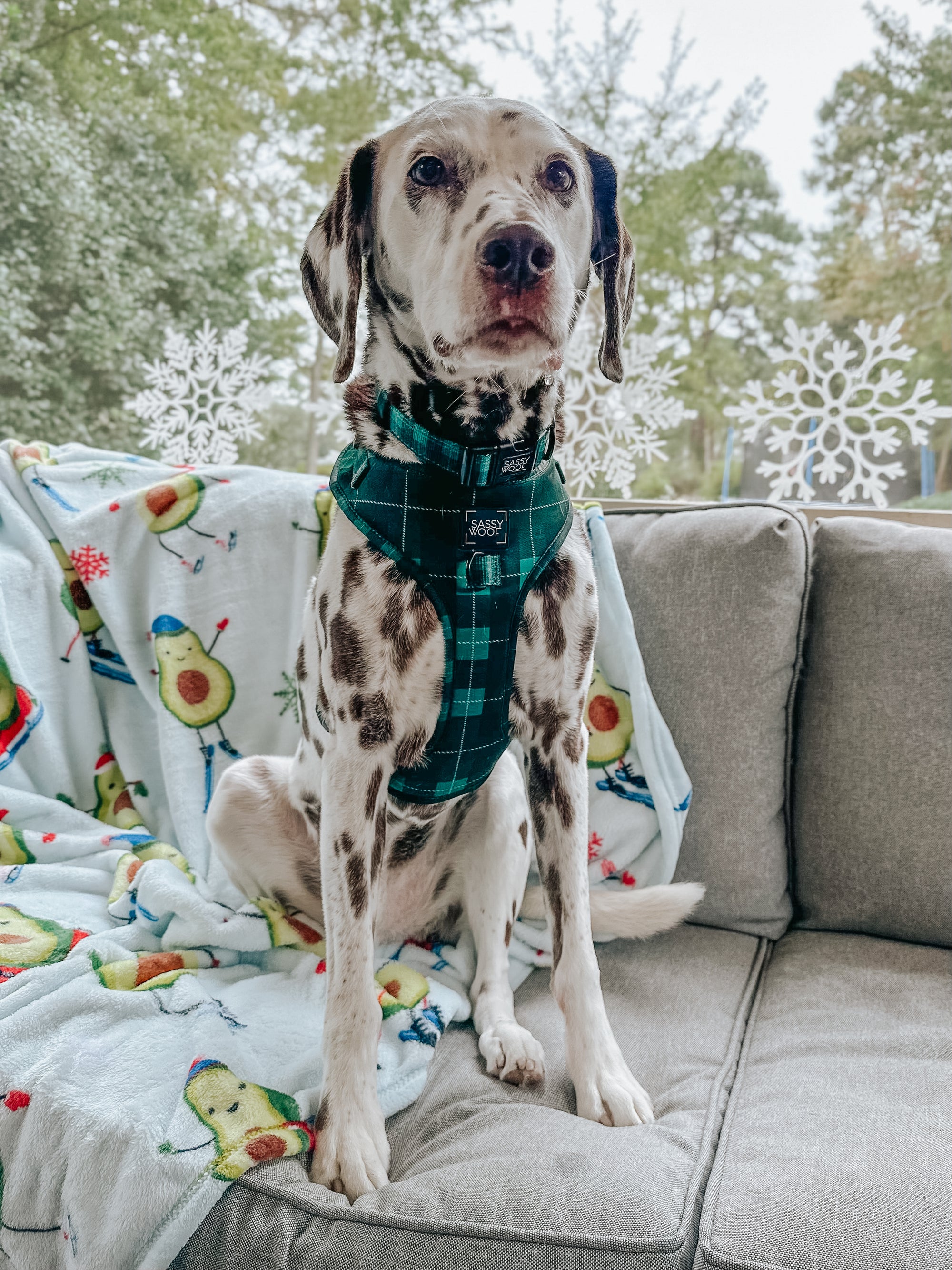 INFLUENCER_CONTENT | @THE.HERODOGS | SIZE L