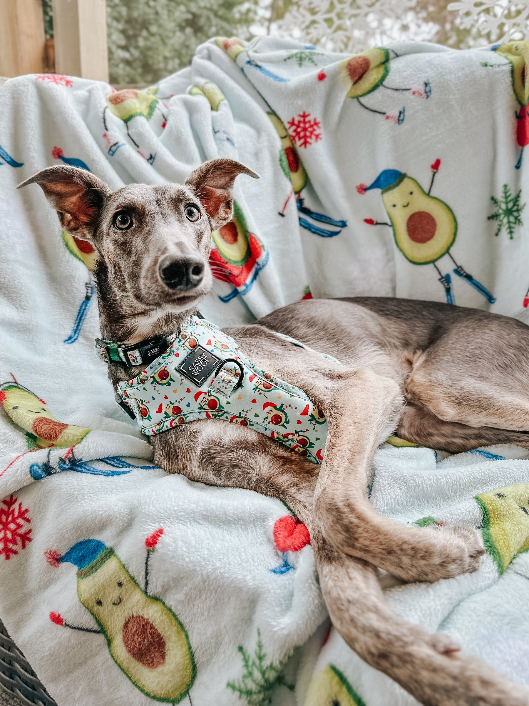 INFLUENCER_CONTENT | @THE.HERODOGS | SIZE M