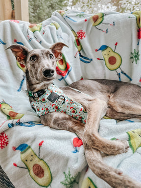 INFLUENCER_CONTENT | @THE.HERODOGS | SIZE M