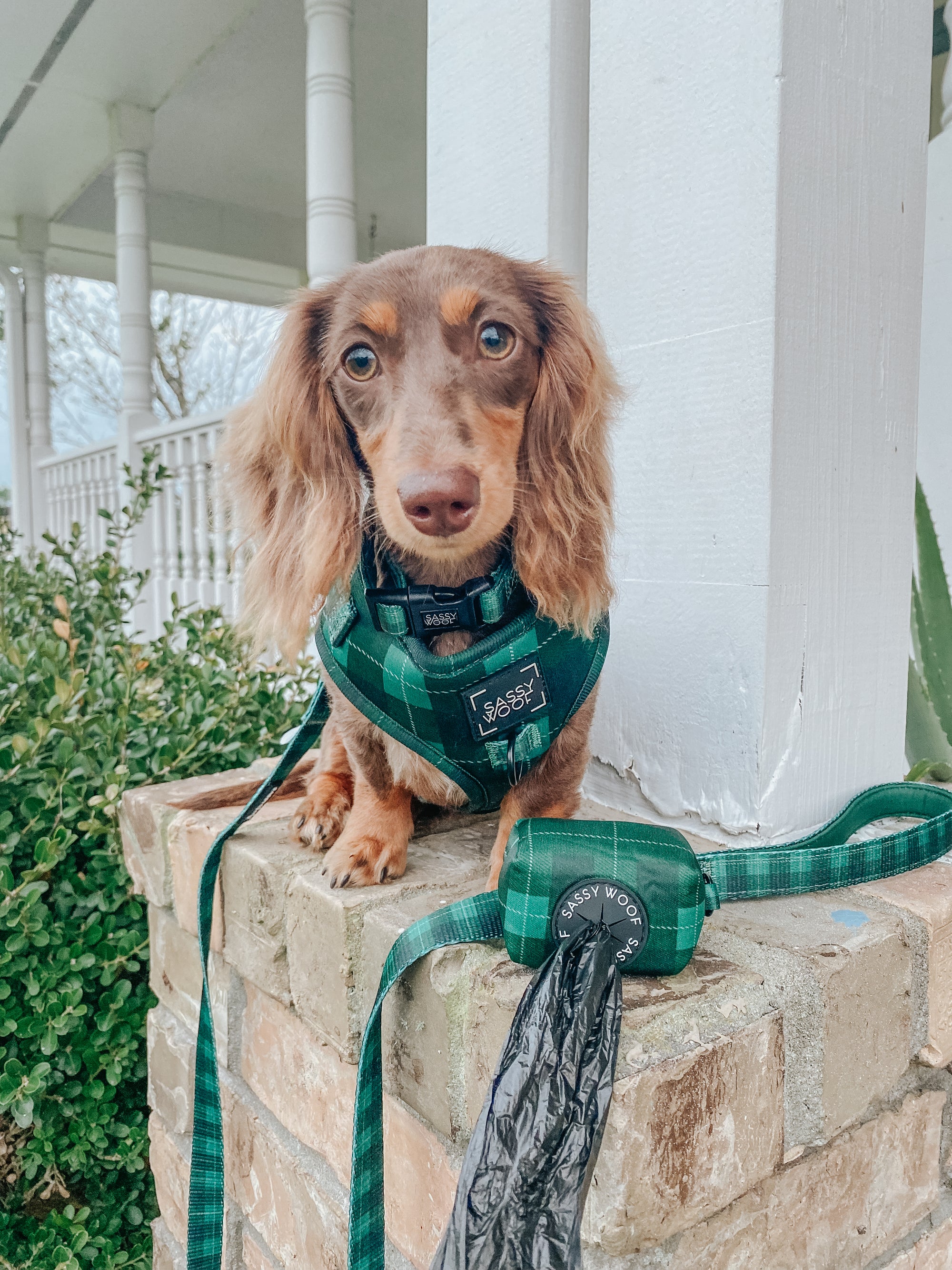 INFLUENCER_CONTENT | @THELUNATICDOXIESISTERS |