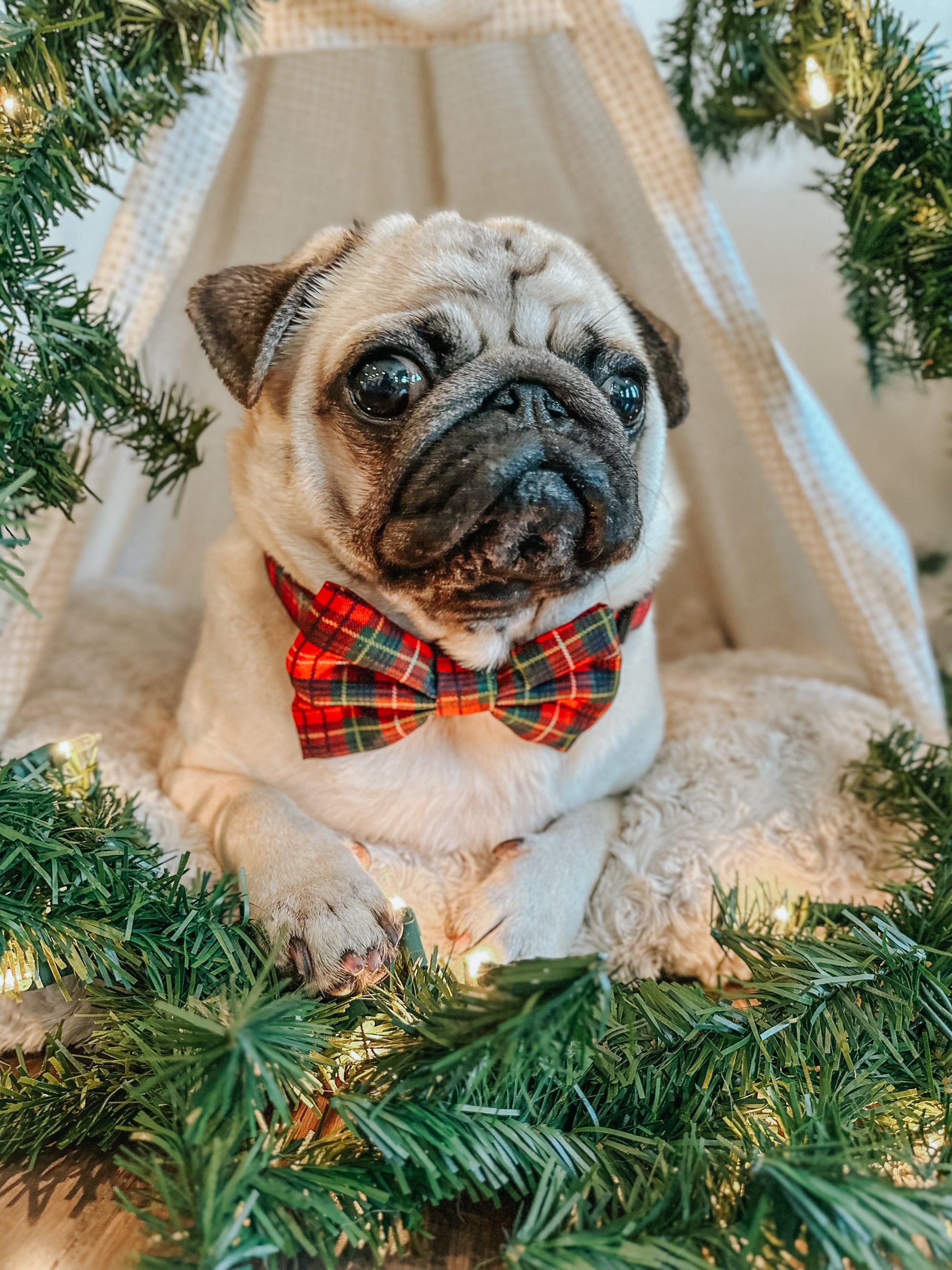 INFLUENCER_CONTENT | @ATOASTYPUG |