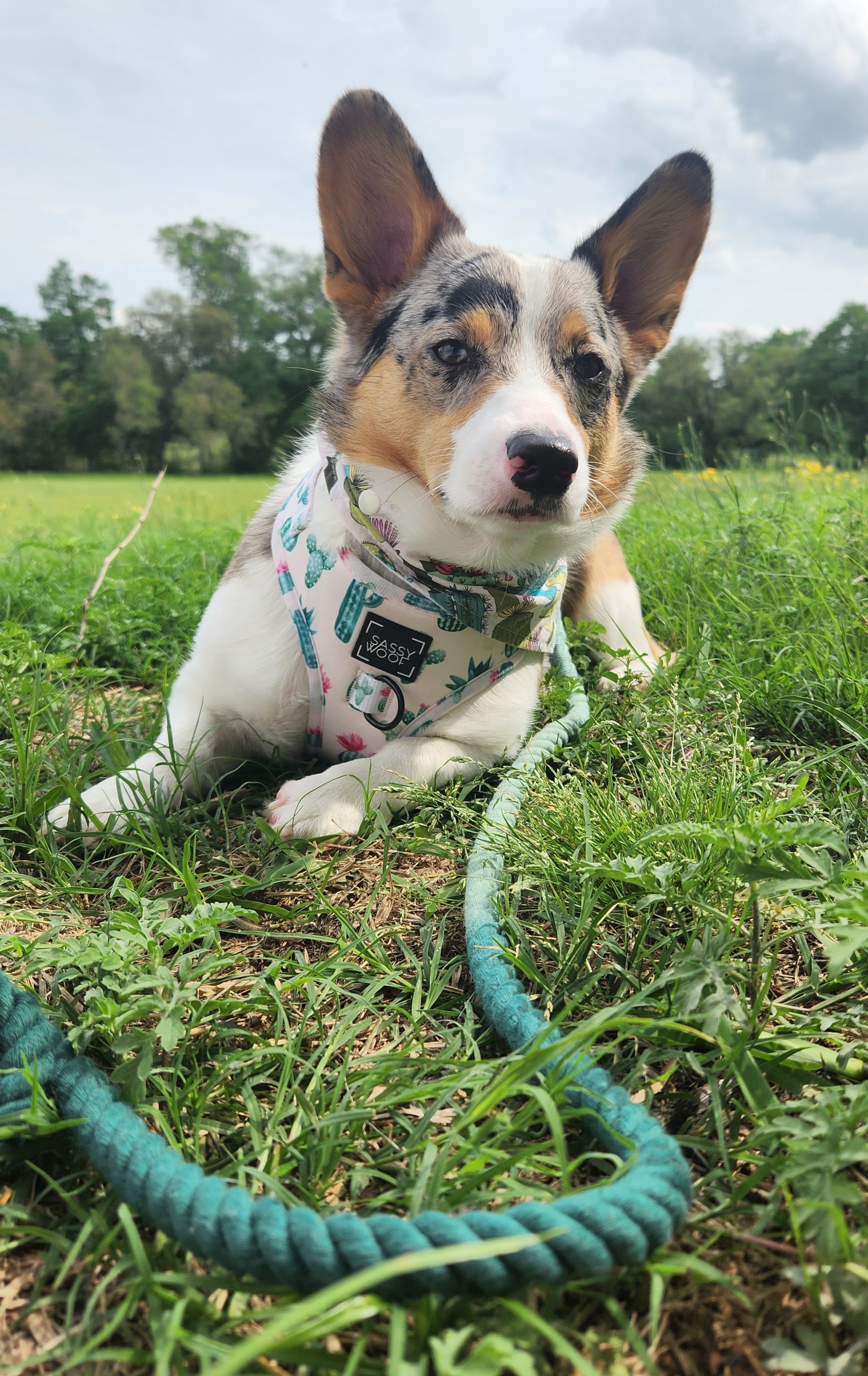 INFLUENCER_CONTENT | @PETUNIAJUNE_CORGI