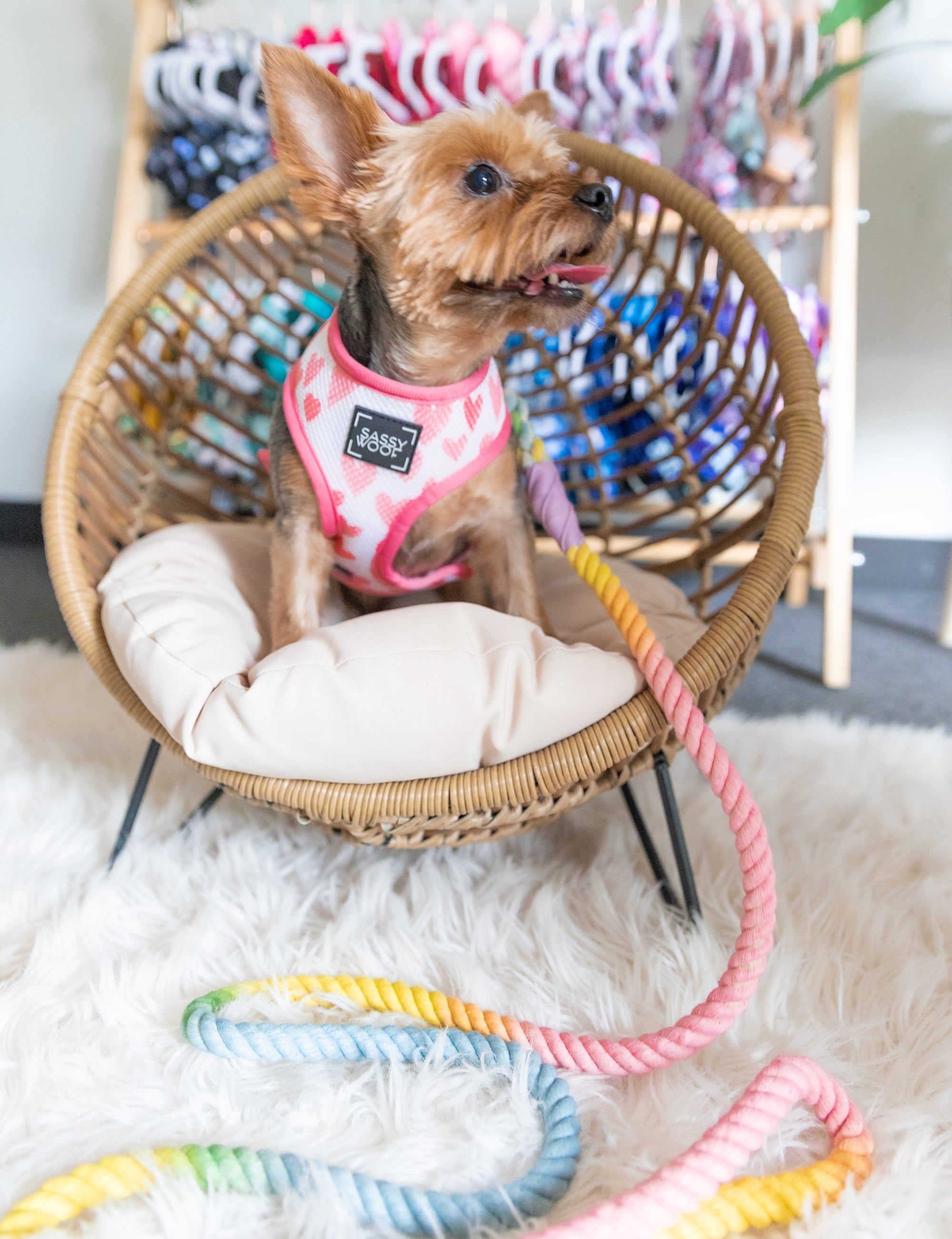 INFLUENCER_CONTENT | @LOLA_AND_NALA_THE_YORKIES