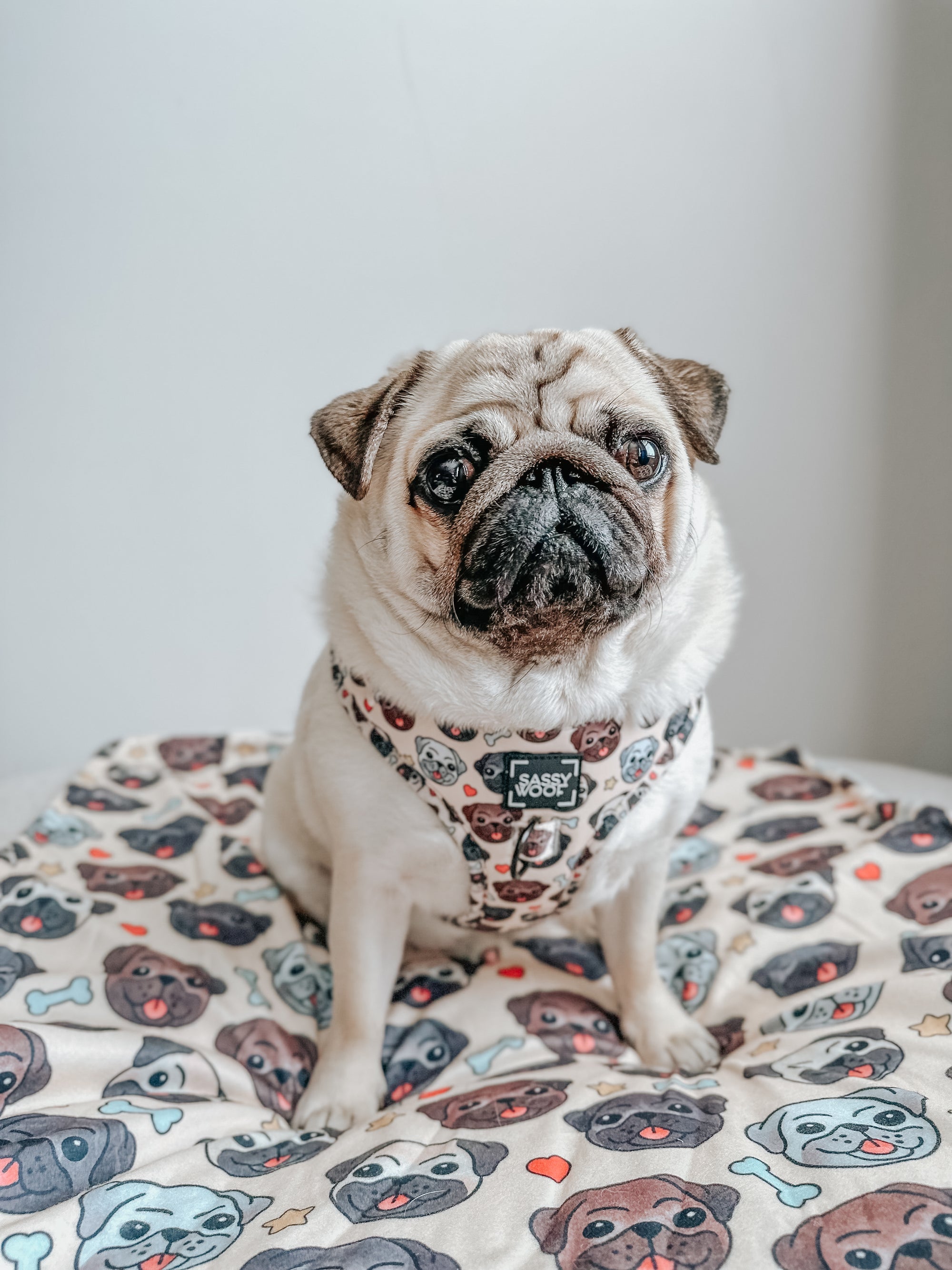 INFLUENCER_CONTENT | @ATOASTYPUG