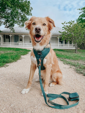 Dog Adjustable Harness - Forest