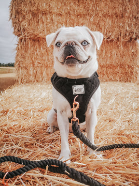 INFLUENCER_CONTENT | @MILKYTHEWHITEPUG | SIZE XS
