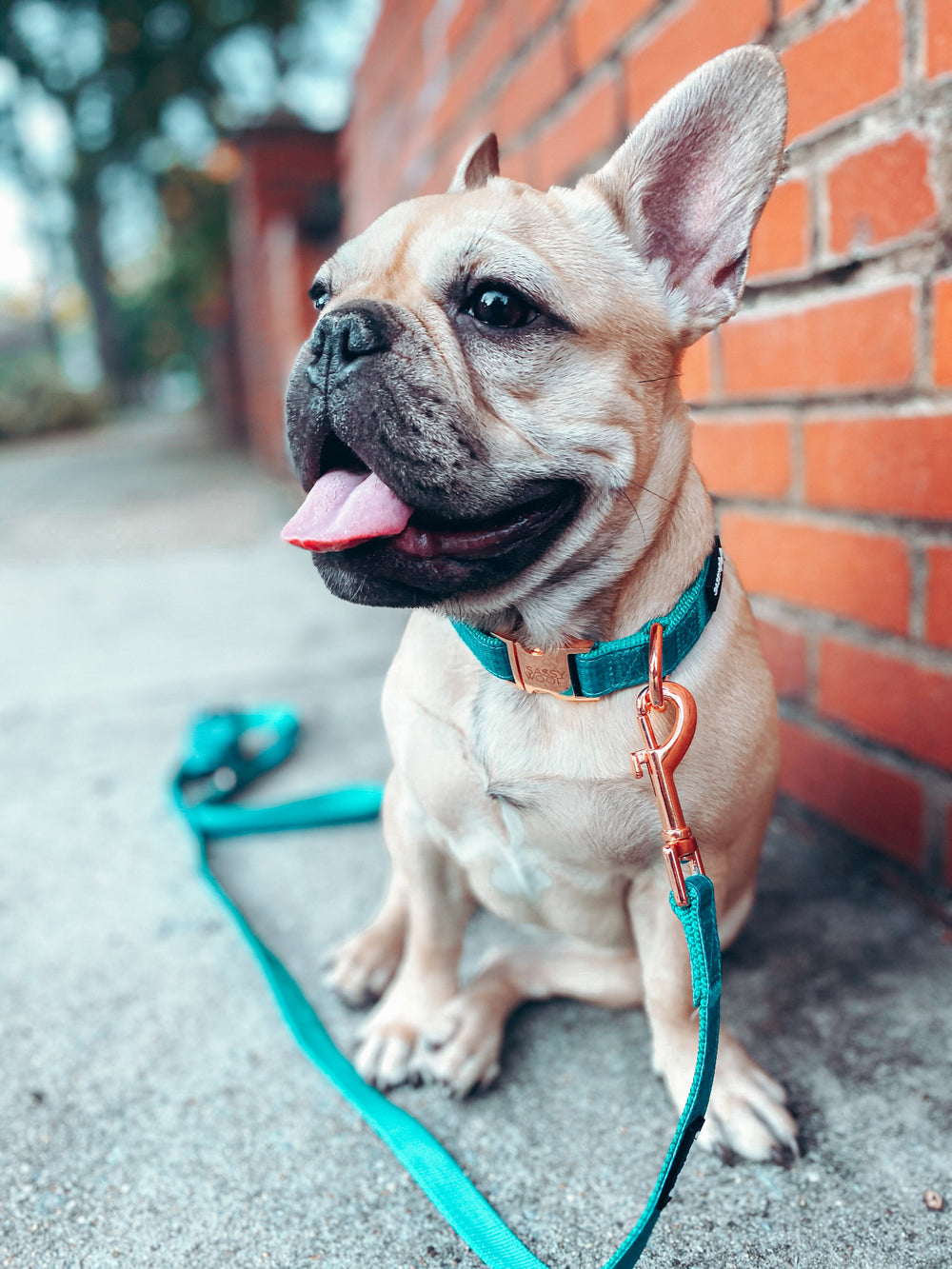 Dog Collar - Napa | Sassy Woof Product