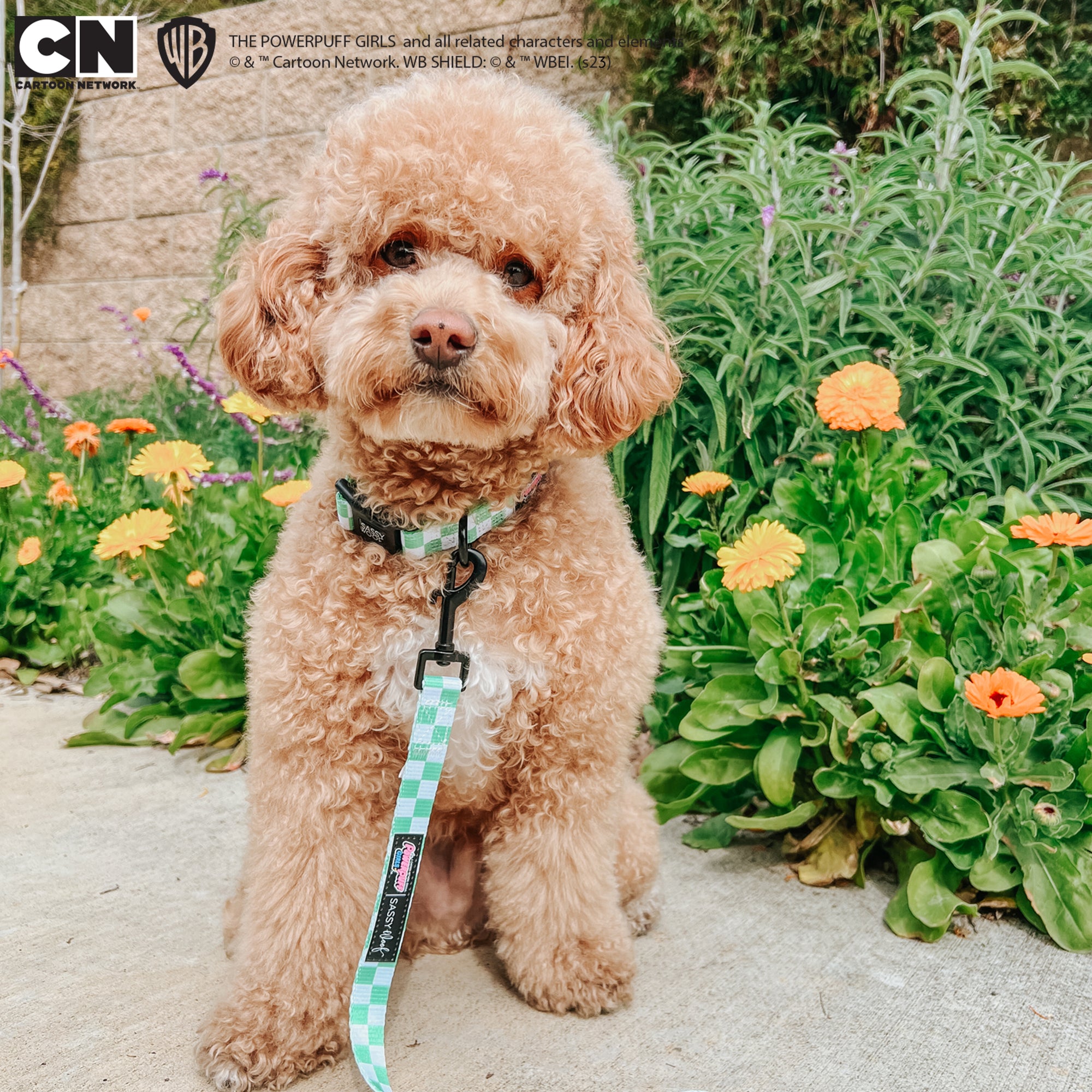 INFLUENCER_CONTENT | @OLLIETHECOCKAPOO | SIZE S