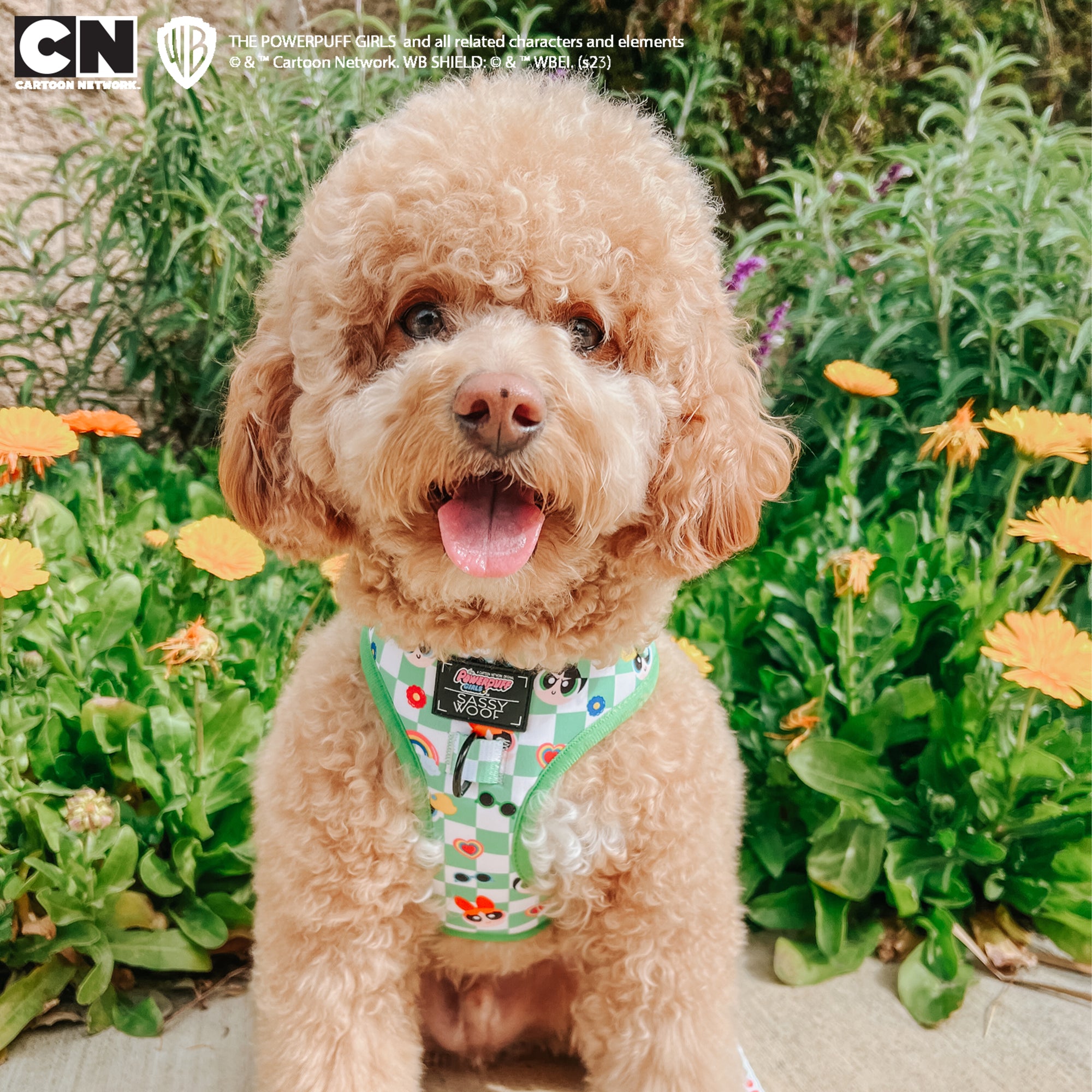 INFLUENCER_CONTENT | @OLLIETHECOCKAPOO | SIZE XS