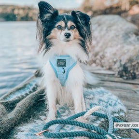 Dog Rope Leash - Ombre Teal