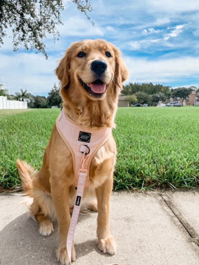 Dog Adjustable Harness - Pinot