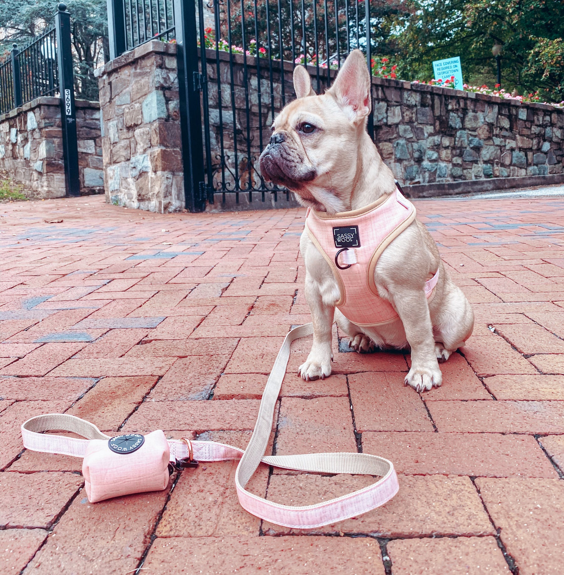 Dog Adjustable Harness - Pinot
