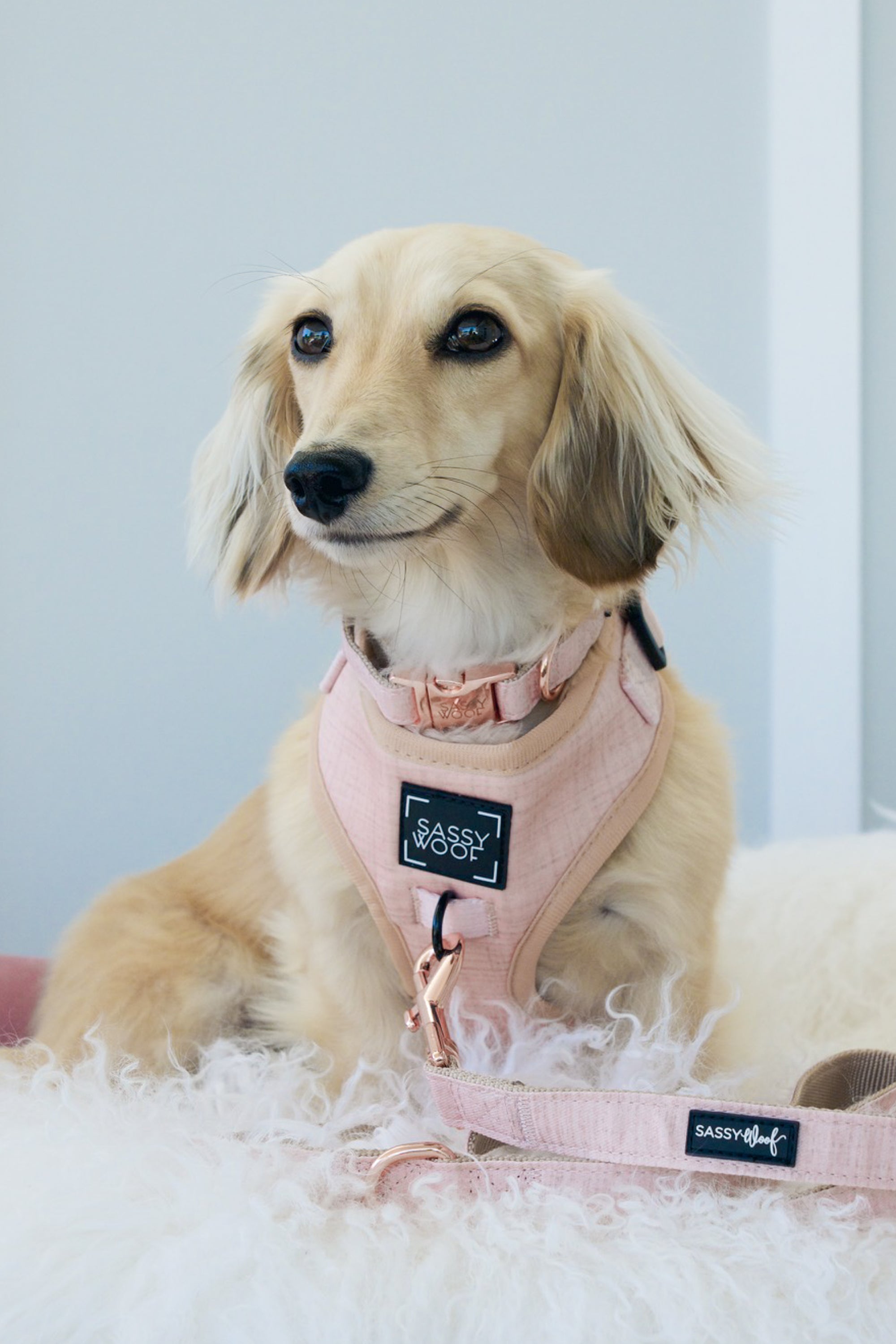 INFLUENCER_CONTENT | @KHALEESI.THE.DACHSHUND | SIZE XS