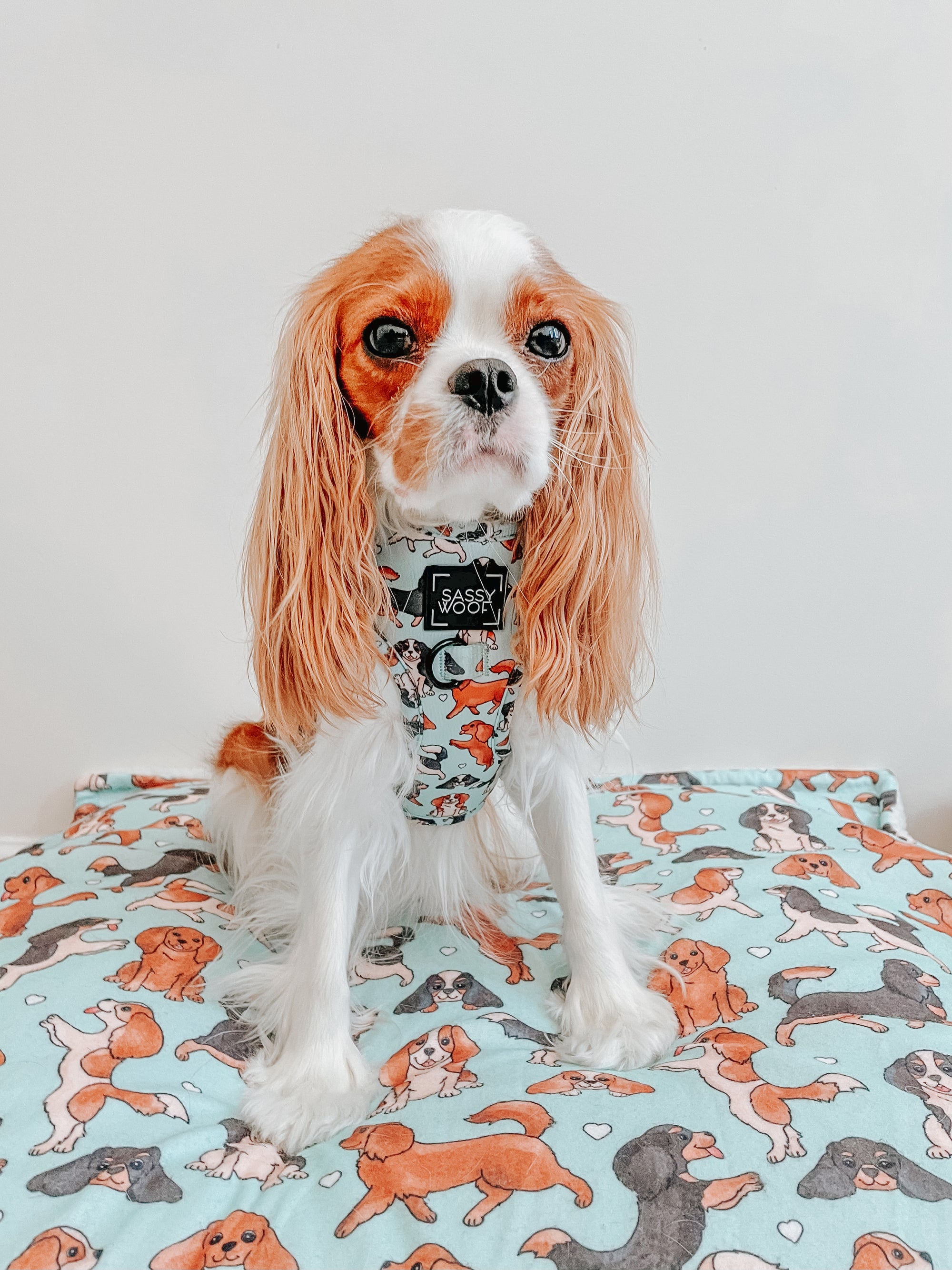 INFLUENCER_CONTENT | @ROMYTHECAV | SIZE XS