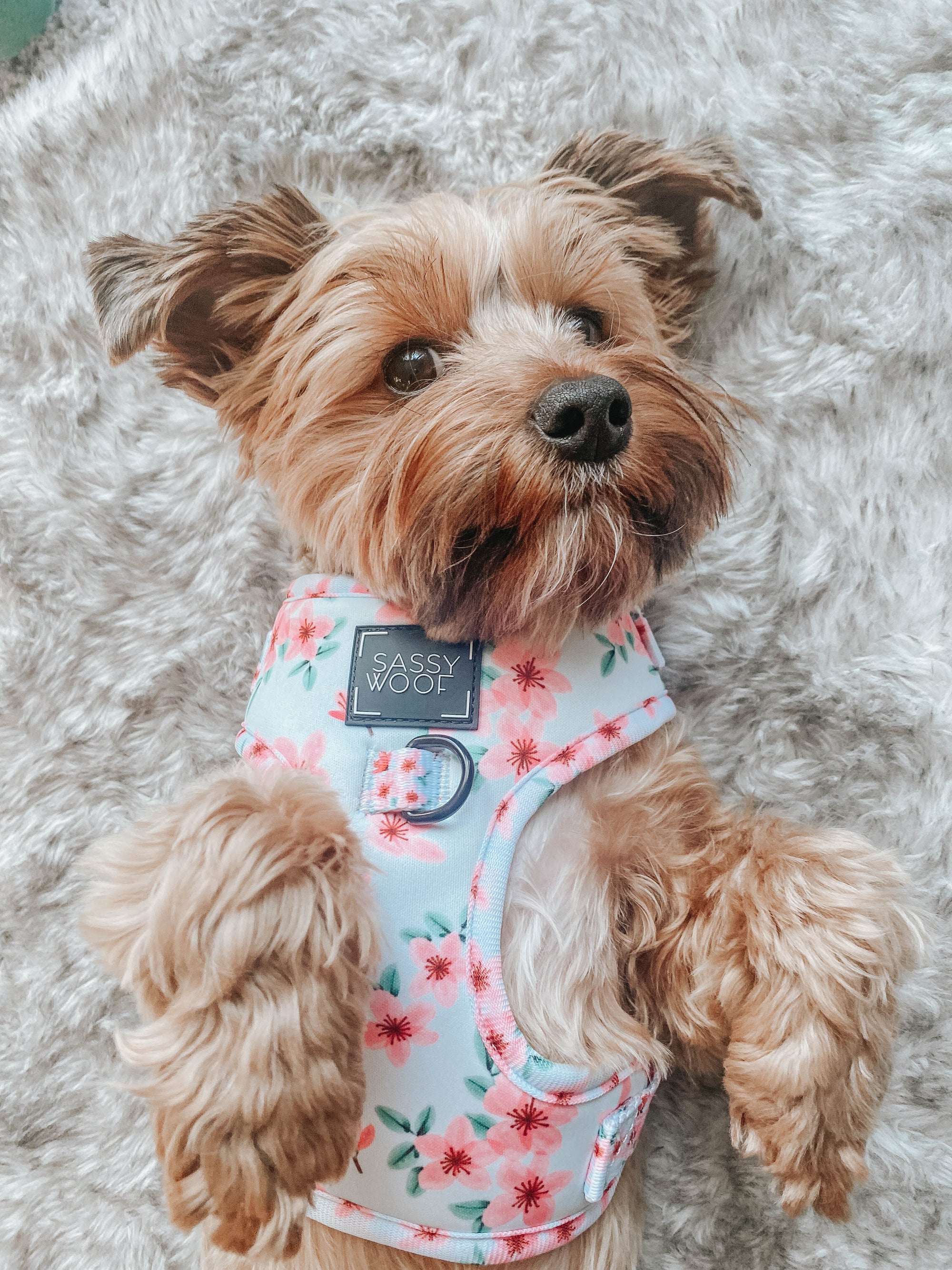INFLUENCER_CONTENT | @LOLA_AND_NALA_THE_YORKIES | SIZE XS