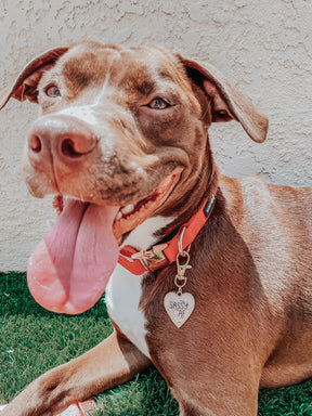 Dog Collar - Merlot