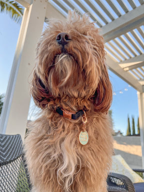 Dog Collar Tag - Sweet, Sassy, and Spoiled