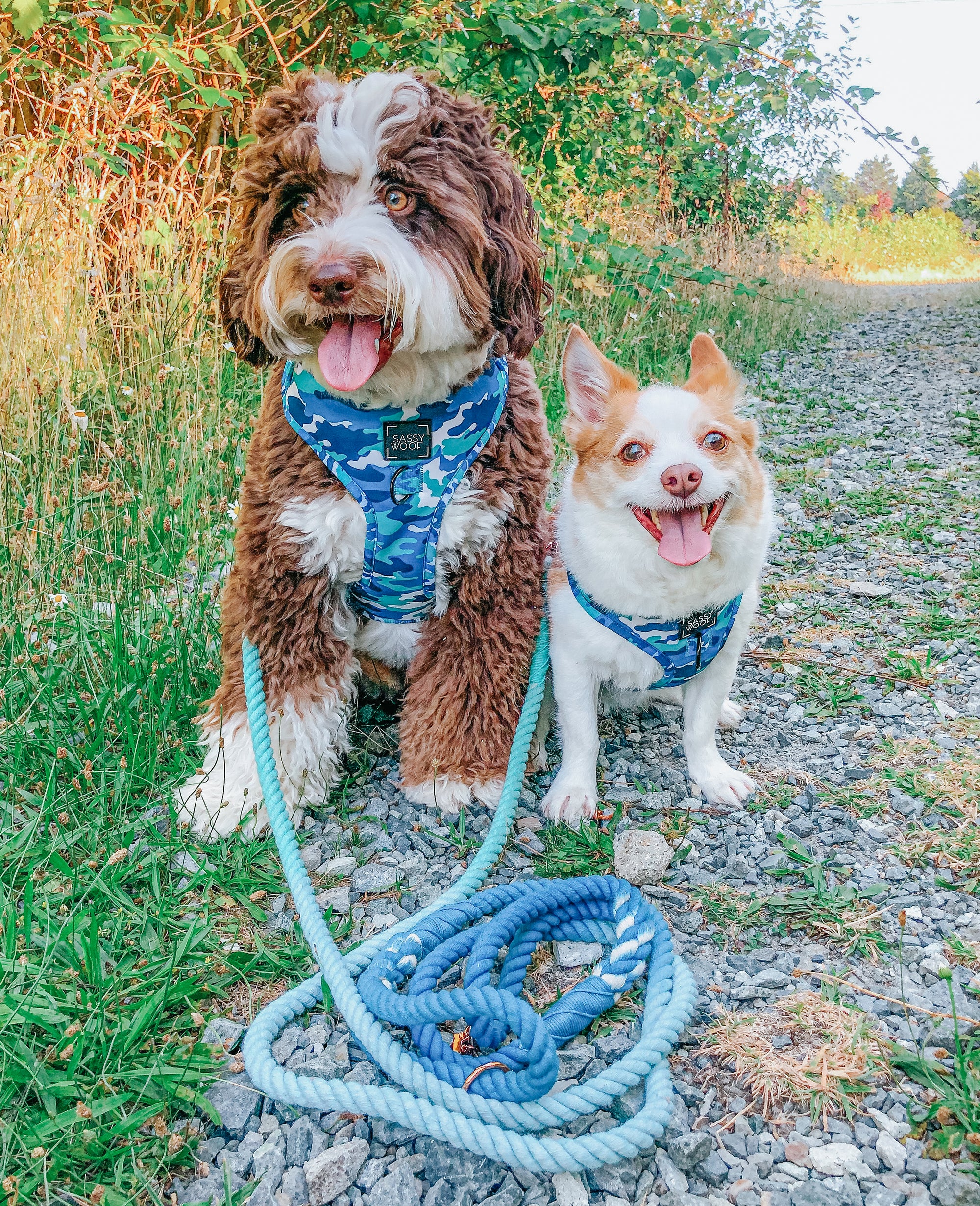 INFLUENCER_CONTENT | @SULLIVAN_THEAUSSIEDODDLE |