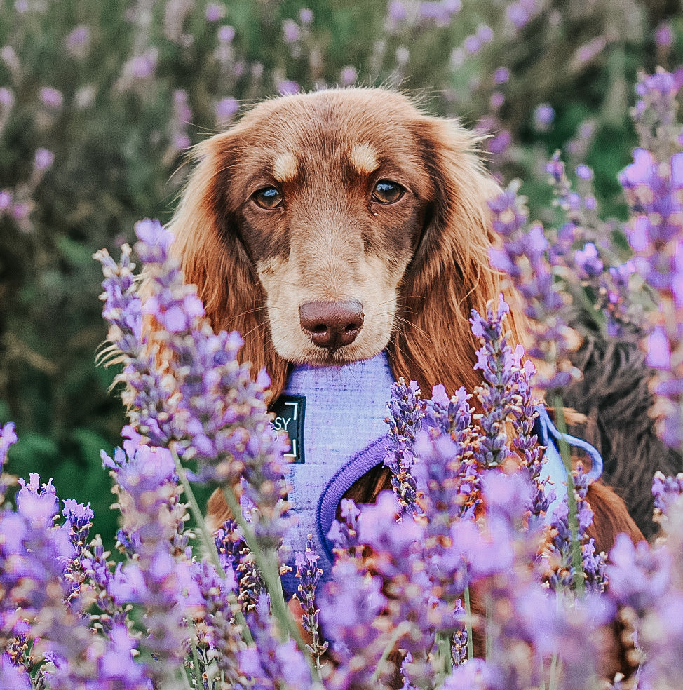 INFLUENCER_CONTENT | @HATTIE_THEMINISAUSAGEDOG | SIZE XS