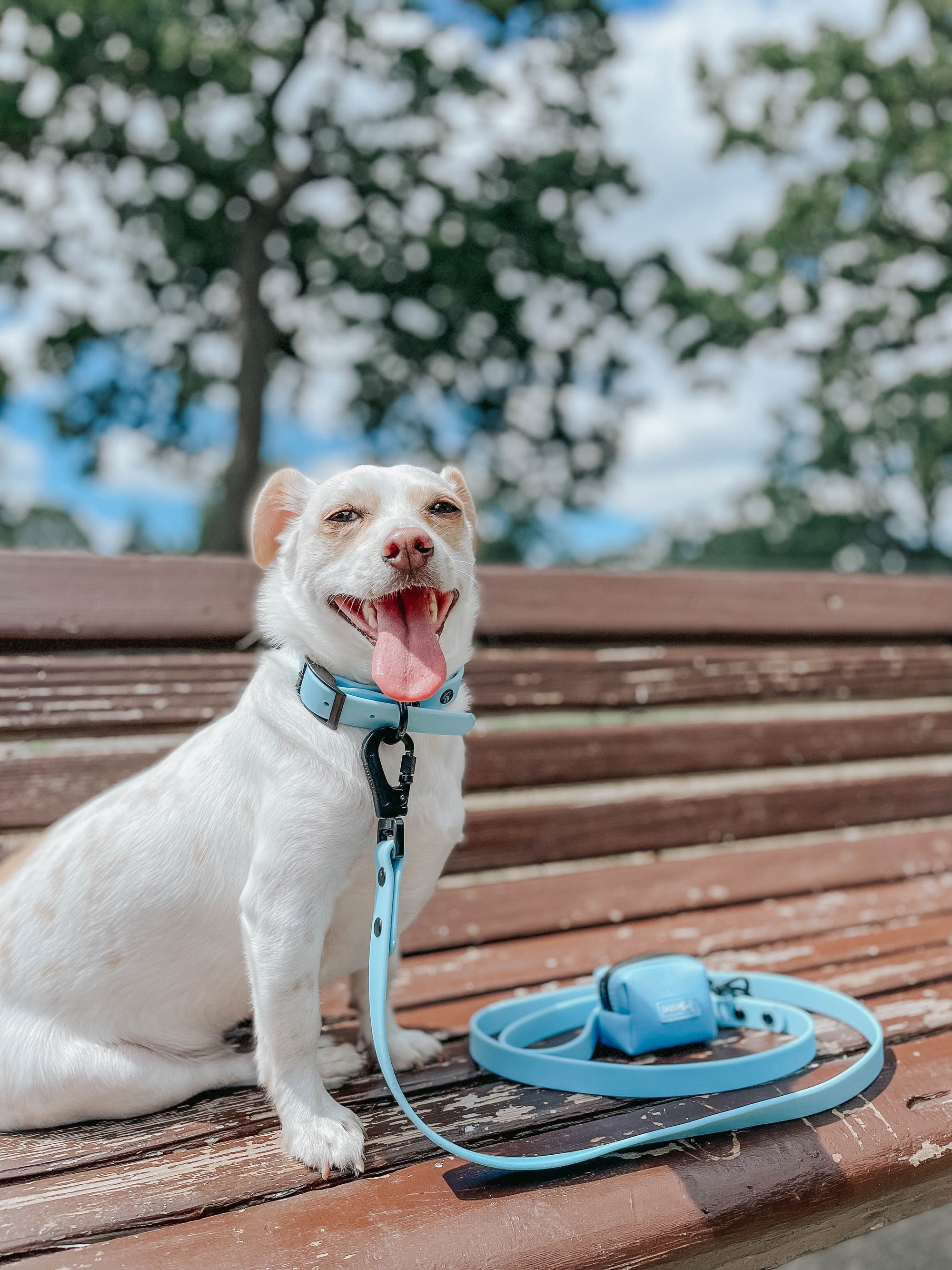 INFLUENCER_CONTENT | @TUG_THE_CHIWEENIE | SIZE S