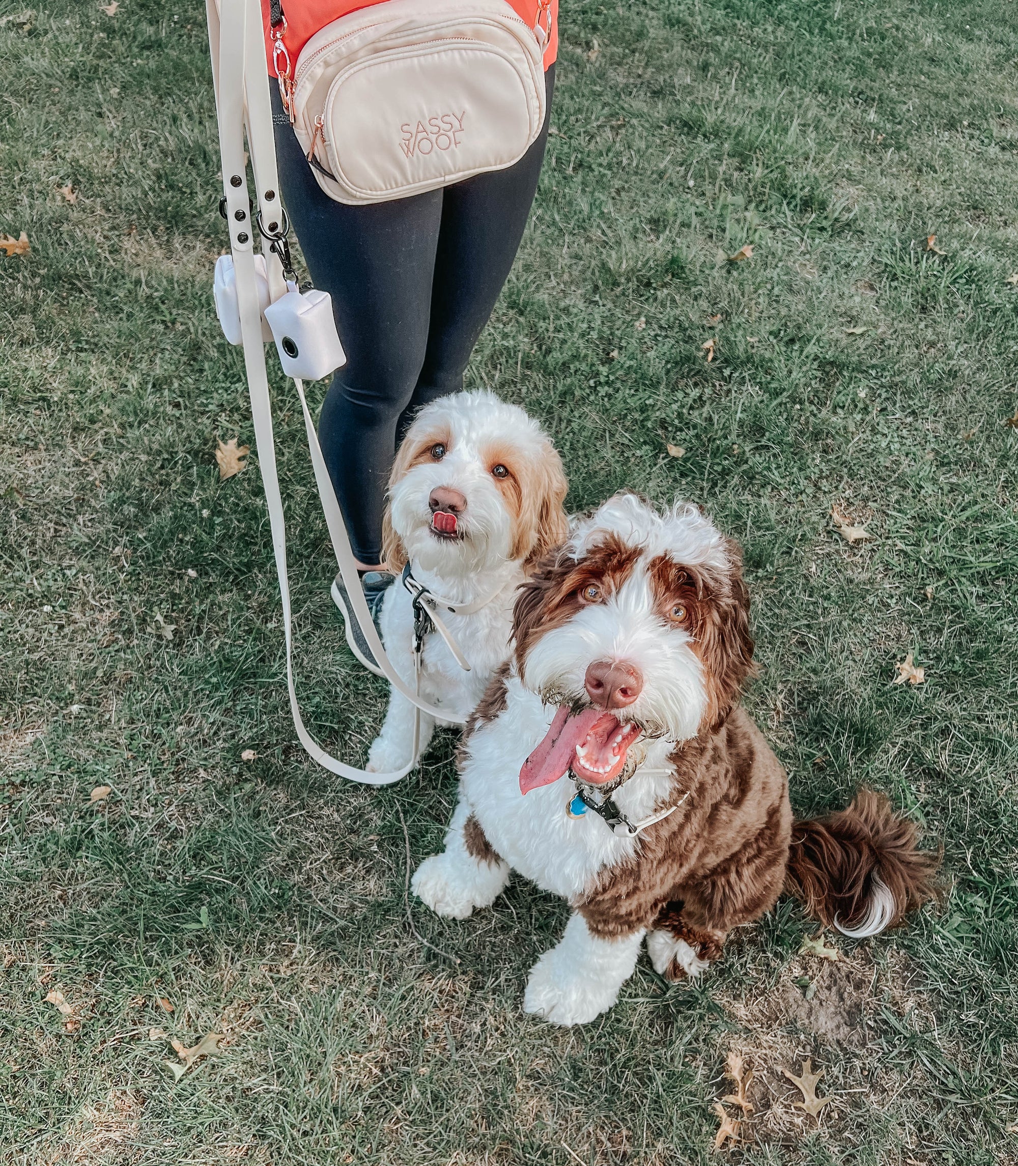 INFLUENCER_CONTENT | @HONEYTHEBERNEDOODLE | SIZE M