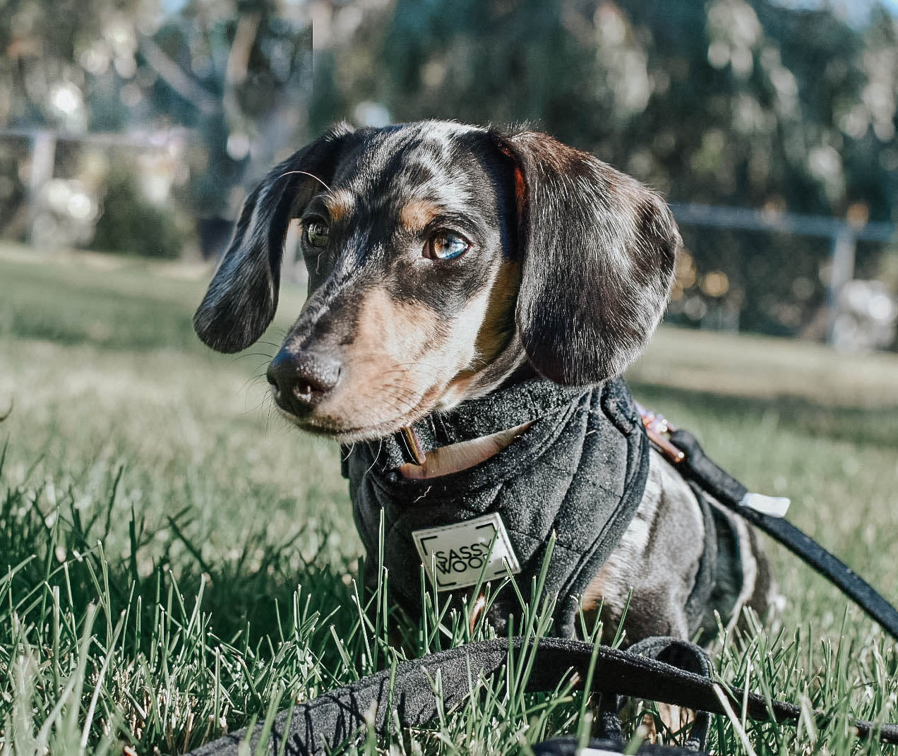 INFLUENCER_CONTENT | @JASPERTHEMINIDOXIE | SIZE S