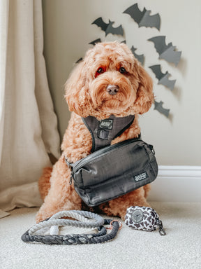 INFLUENCER_CONTENT | @INDY.THECOCKAPOO |