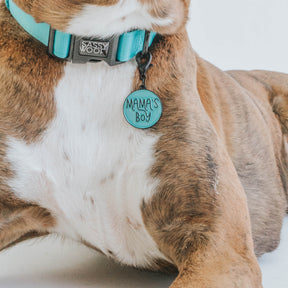 Dog Collar Tag - Neon Mama's Boy