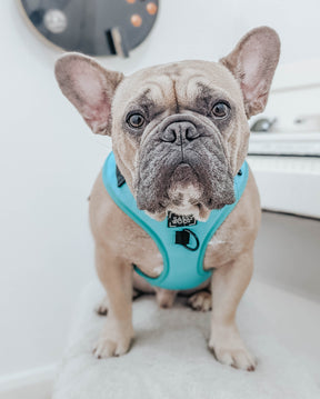 INFLUENCER_CONTENT | @GODOFTHUNDERFRENCHIES | SIZE M